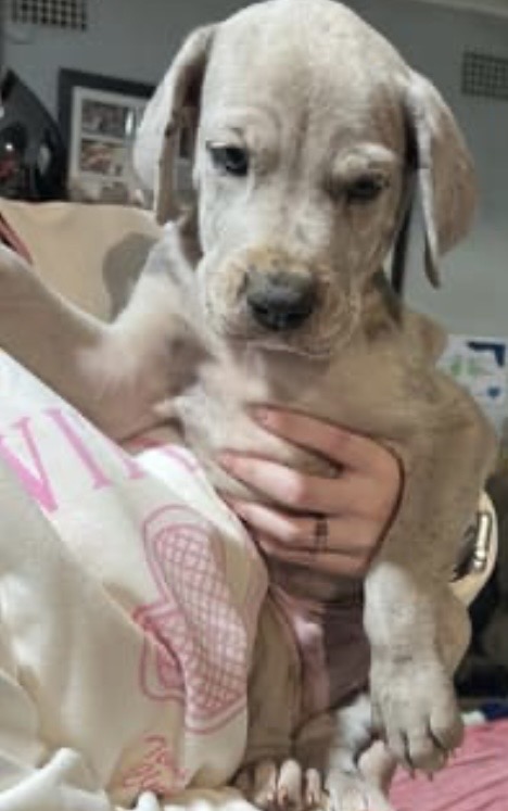 Great Dane – Parkes