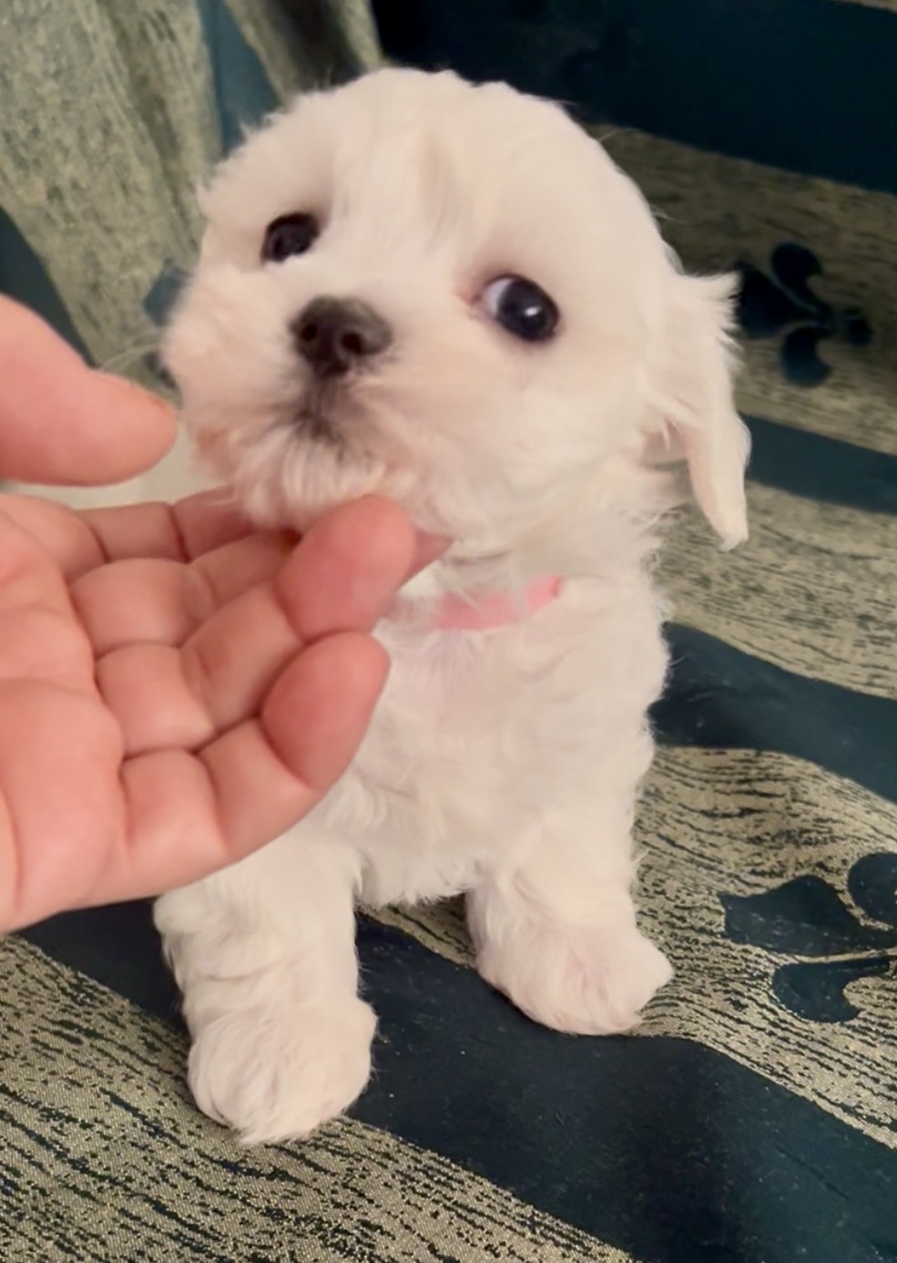 Maltese -South Burnie