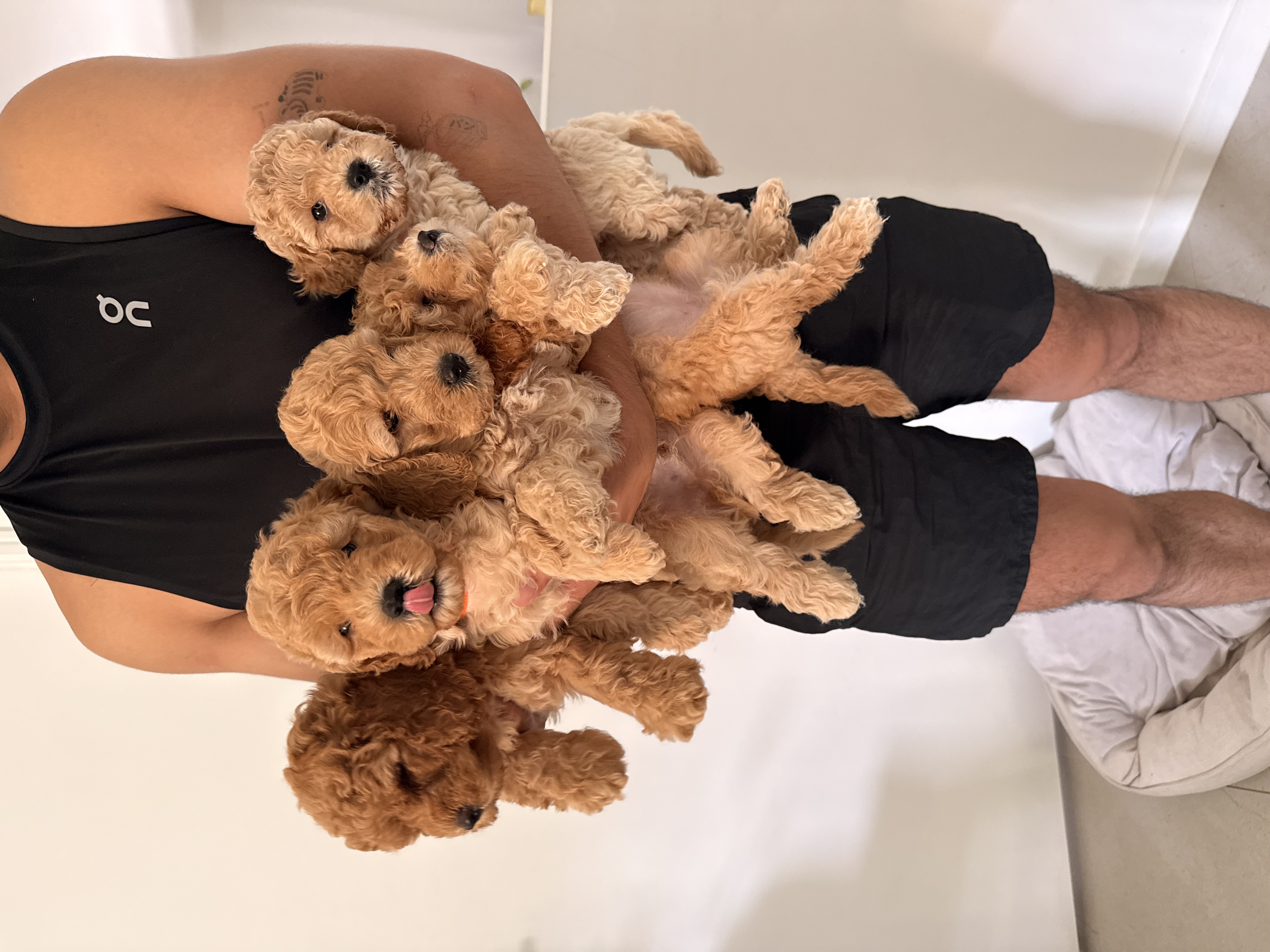 Groodle – Forest Lake