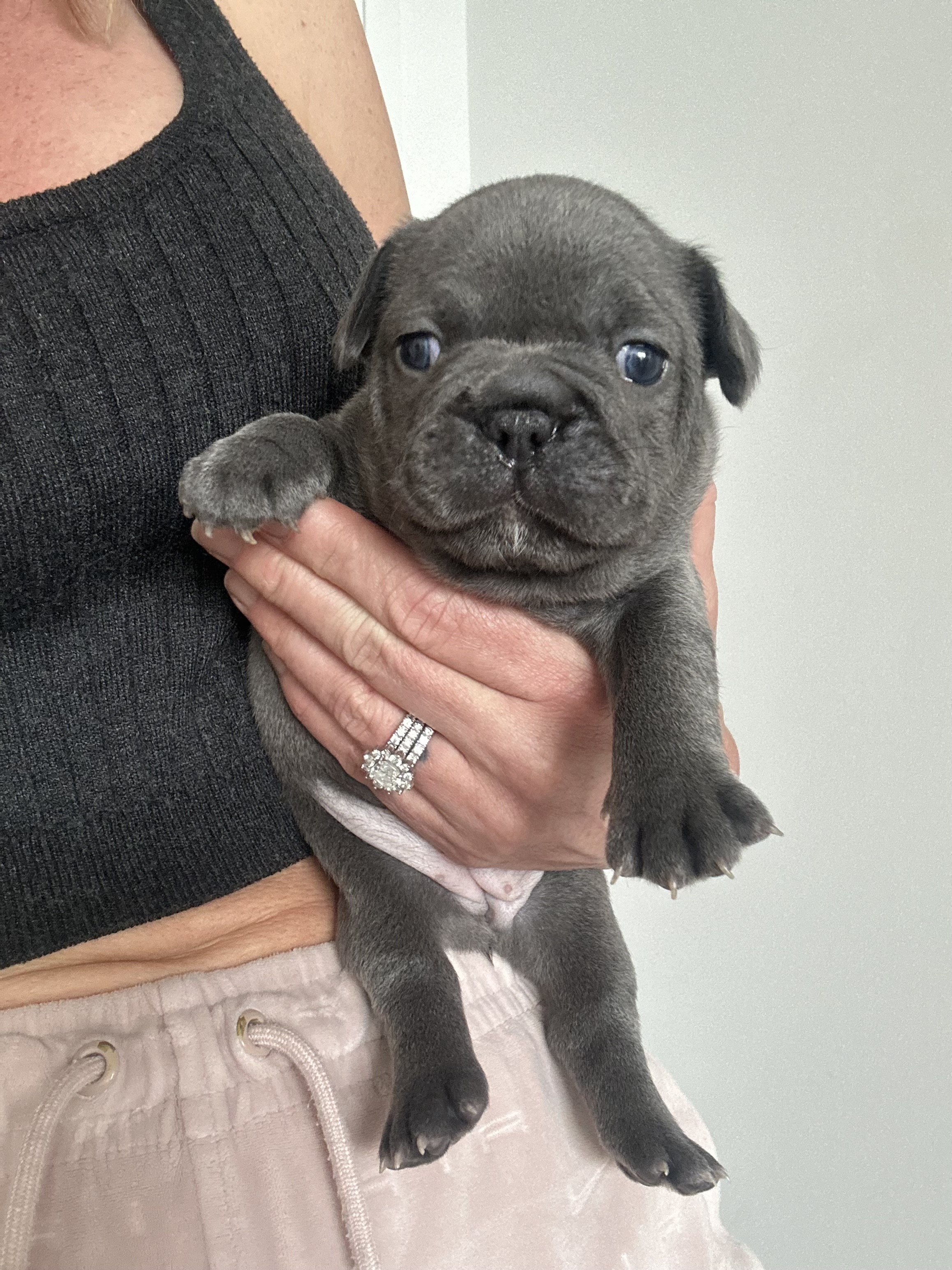 French bulldog puppies for sale