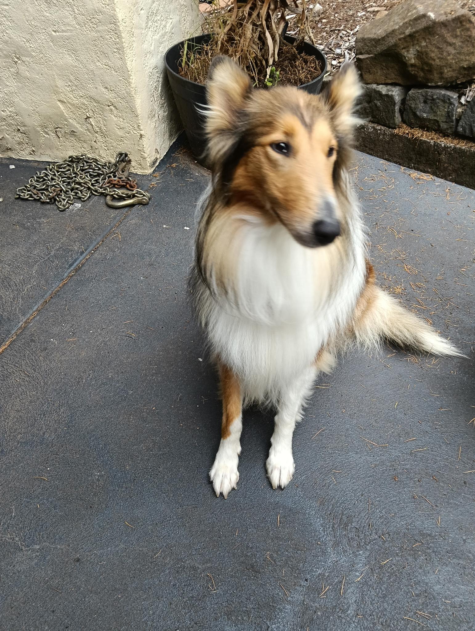 Collie (Rough) – Gembrook