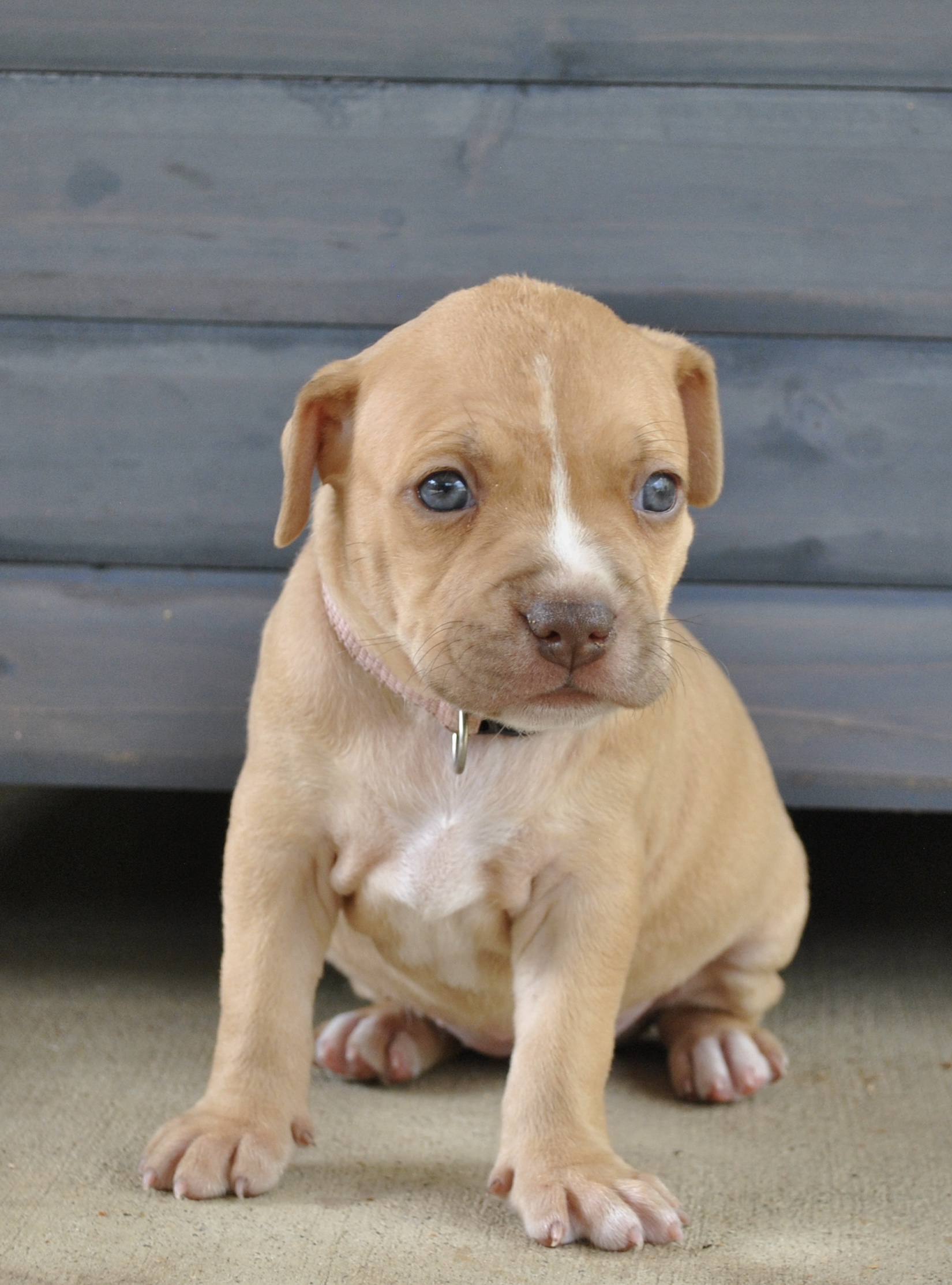 American Staffordshire Bull Terrier – Red Royalty Canines