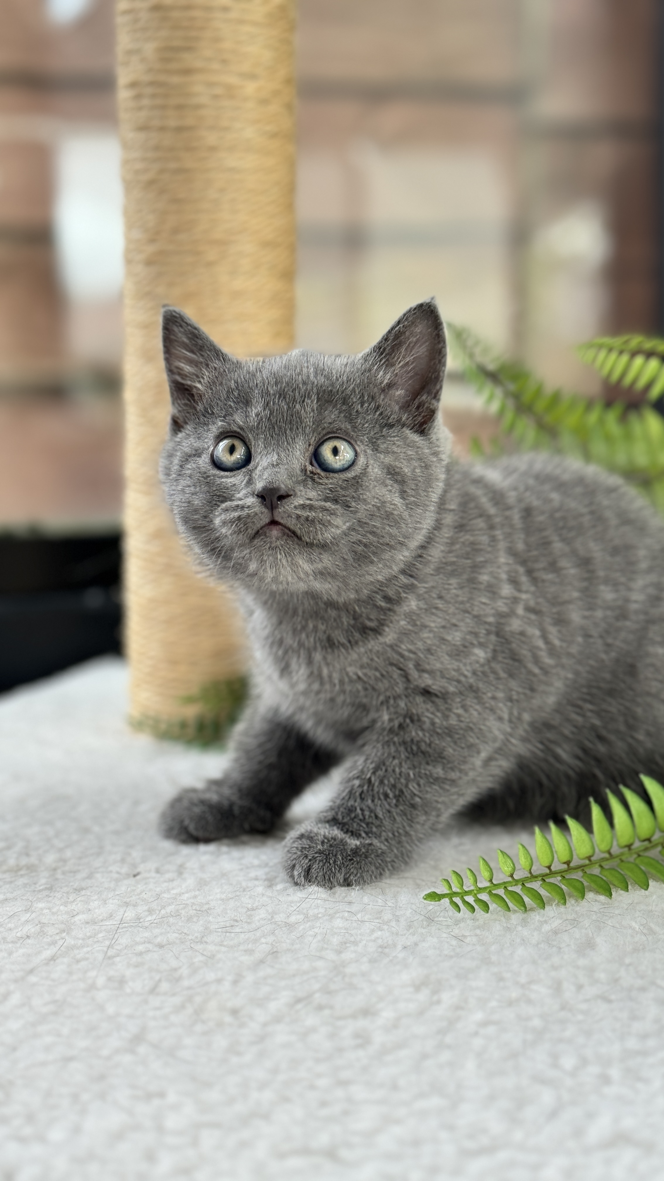 British Shorthair X Scottish Fold - Dania - PetsForHomes
