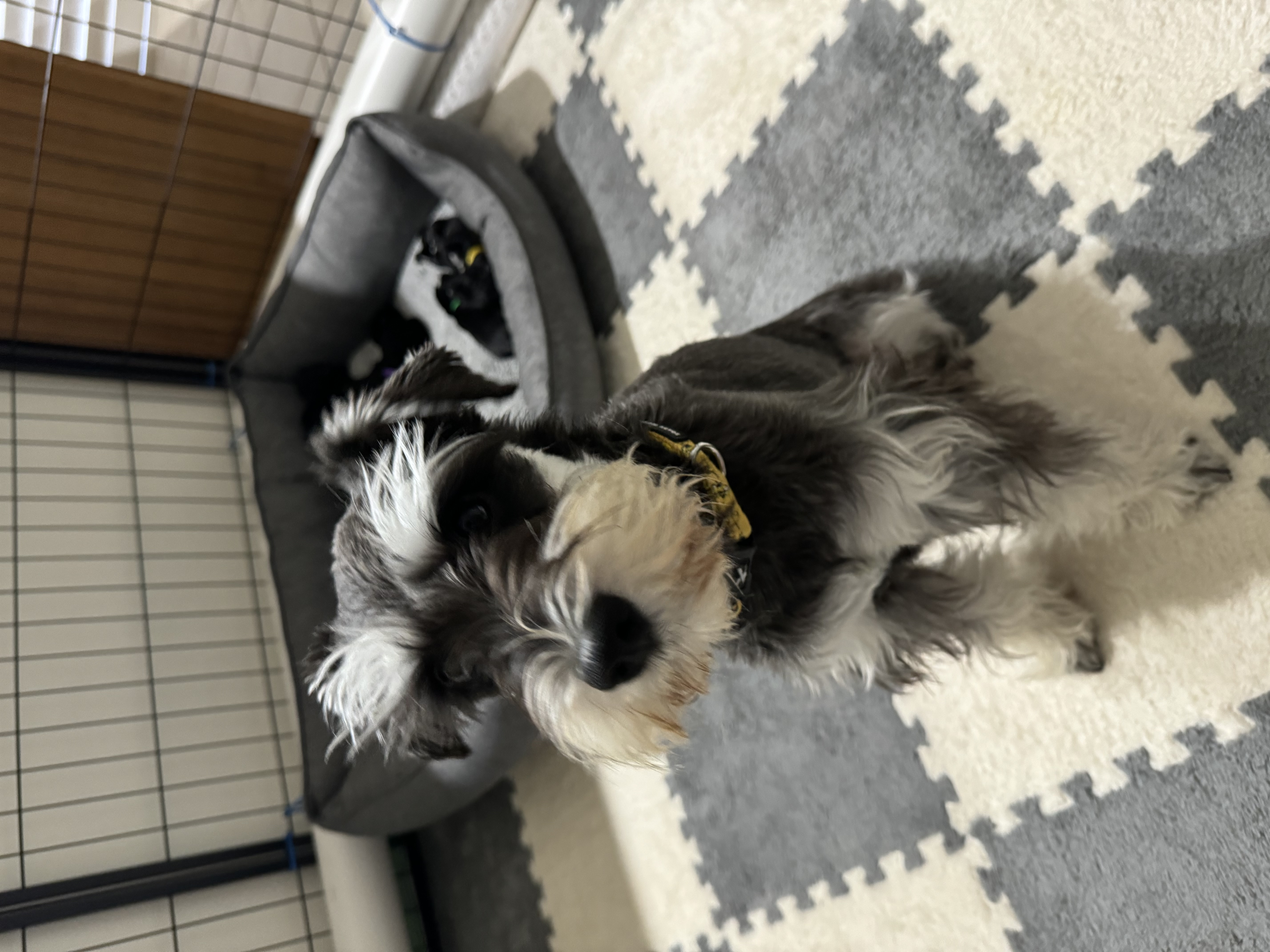 Schnauzer (Miniature) – Perth