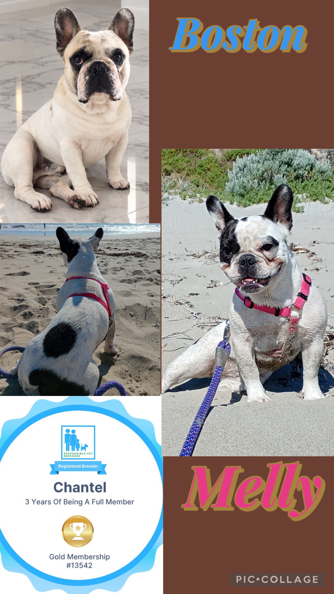French Bulldog – Chantel Boudville
