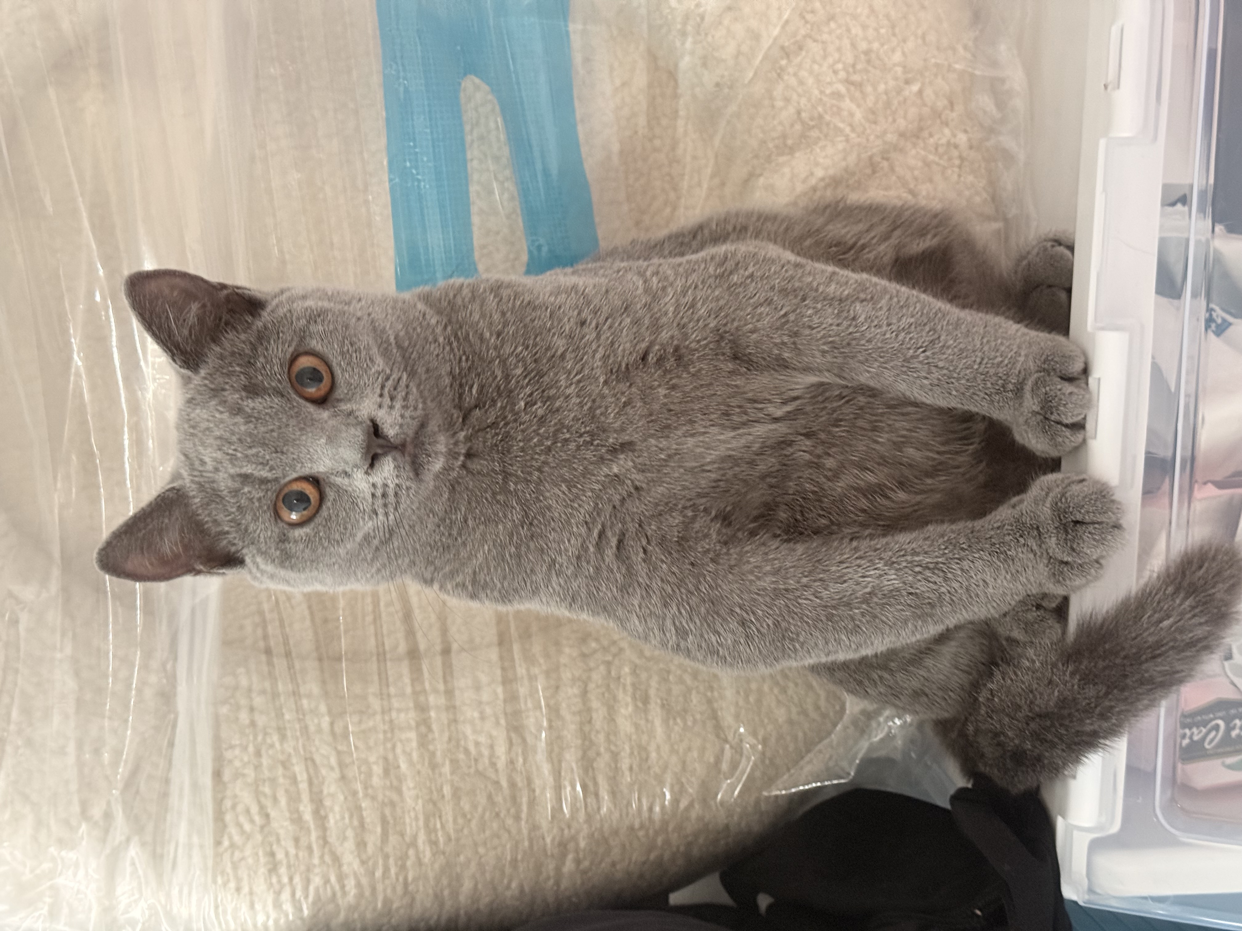 British Shorthair – Kwinana Beach