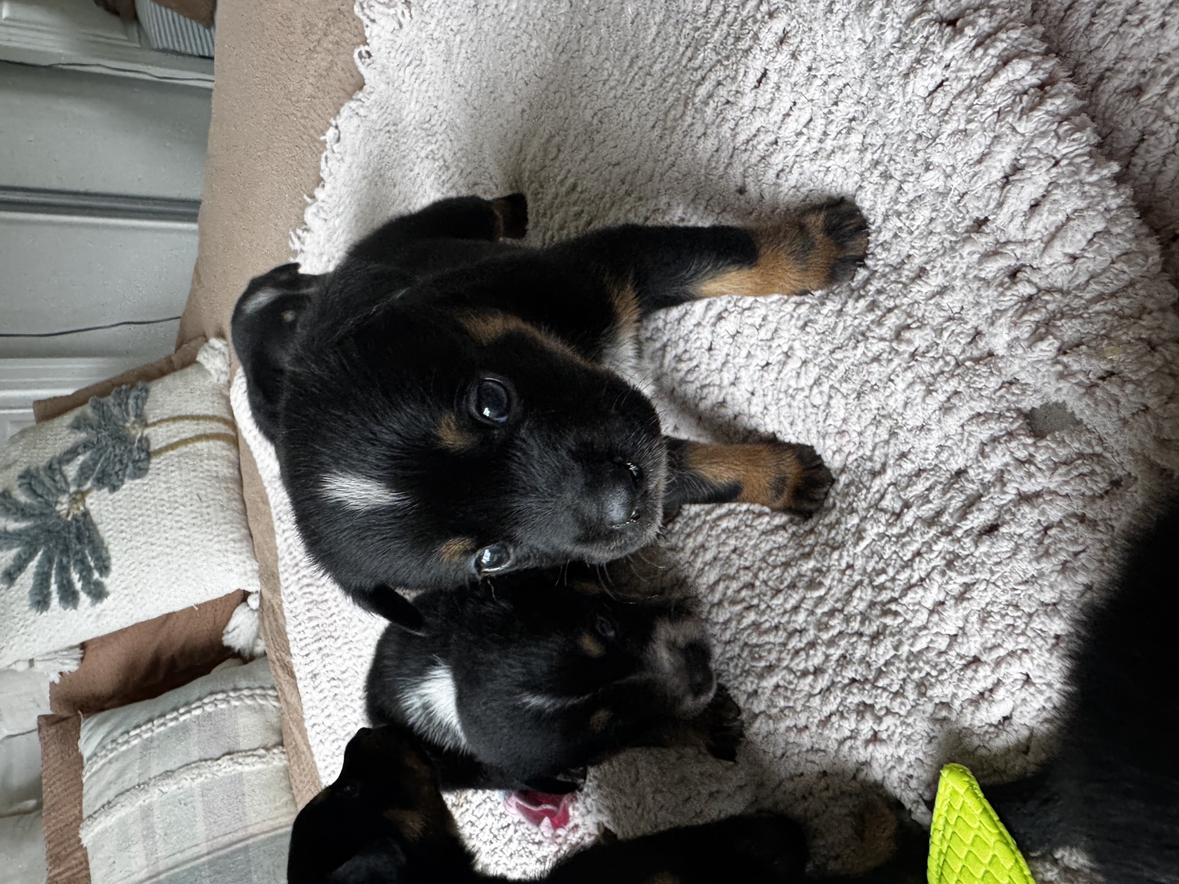 Kelpie – Ridgehaven
