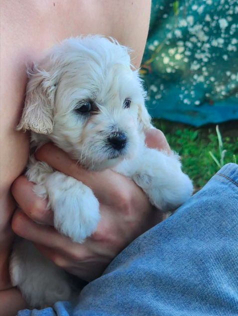 Lhasa Apso – Elizabeth Hankin-Rutene