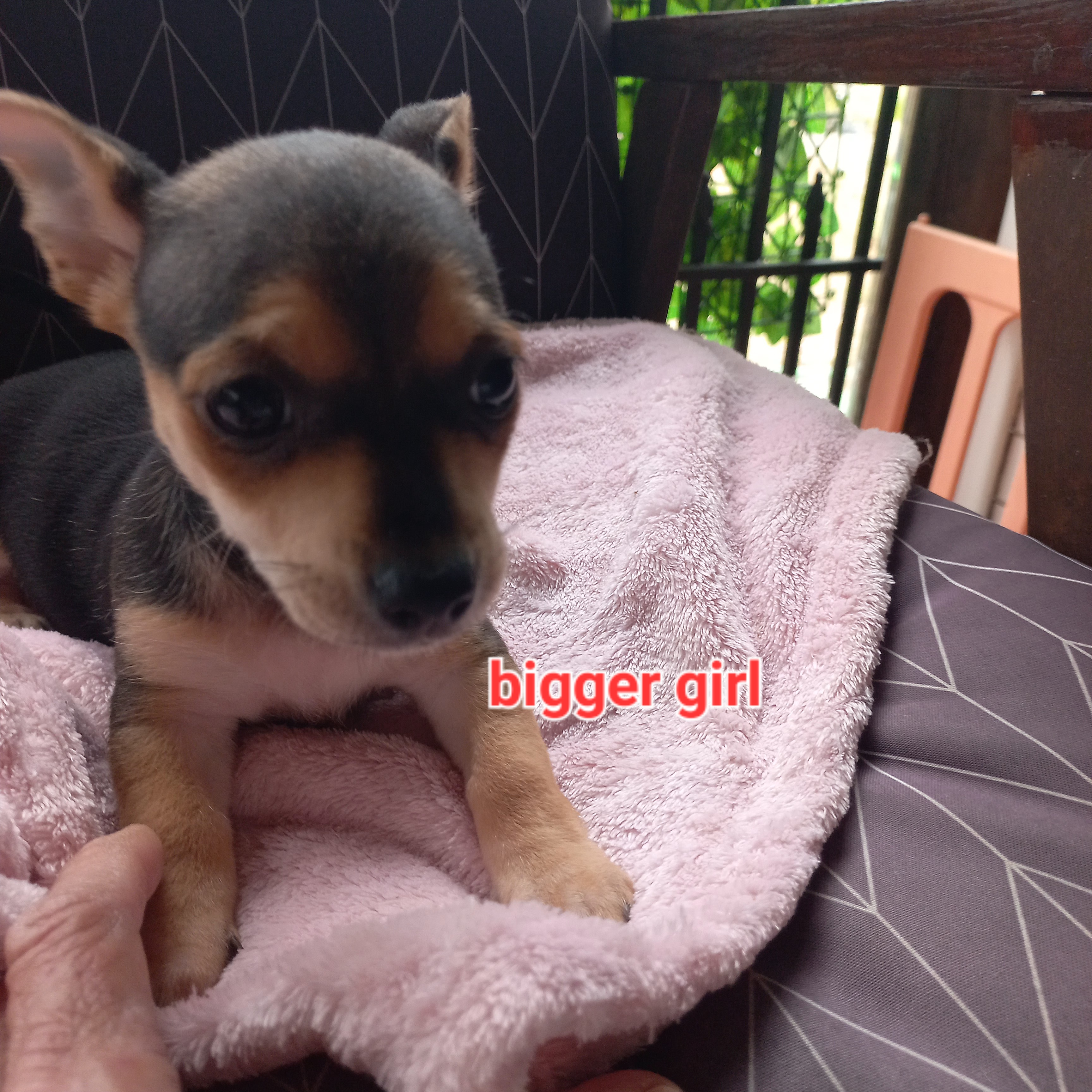 Chihuahua – Bucca