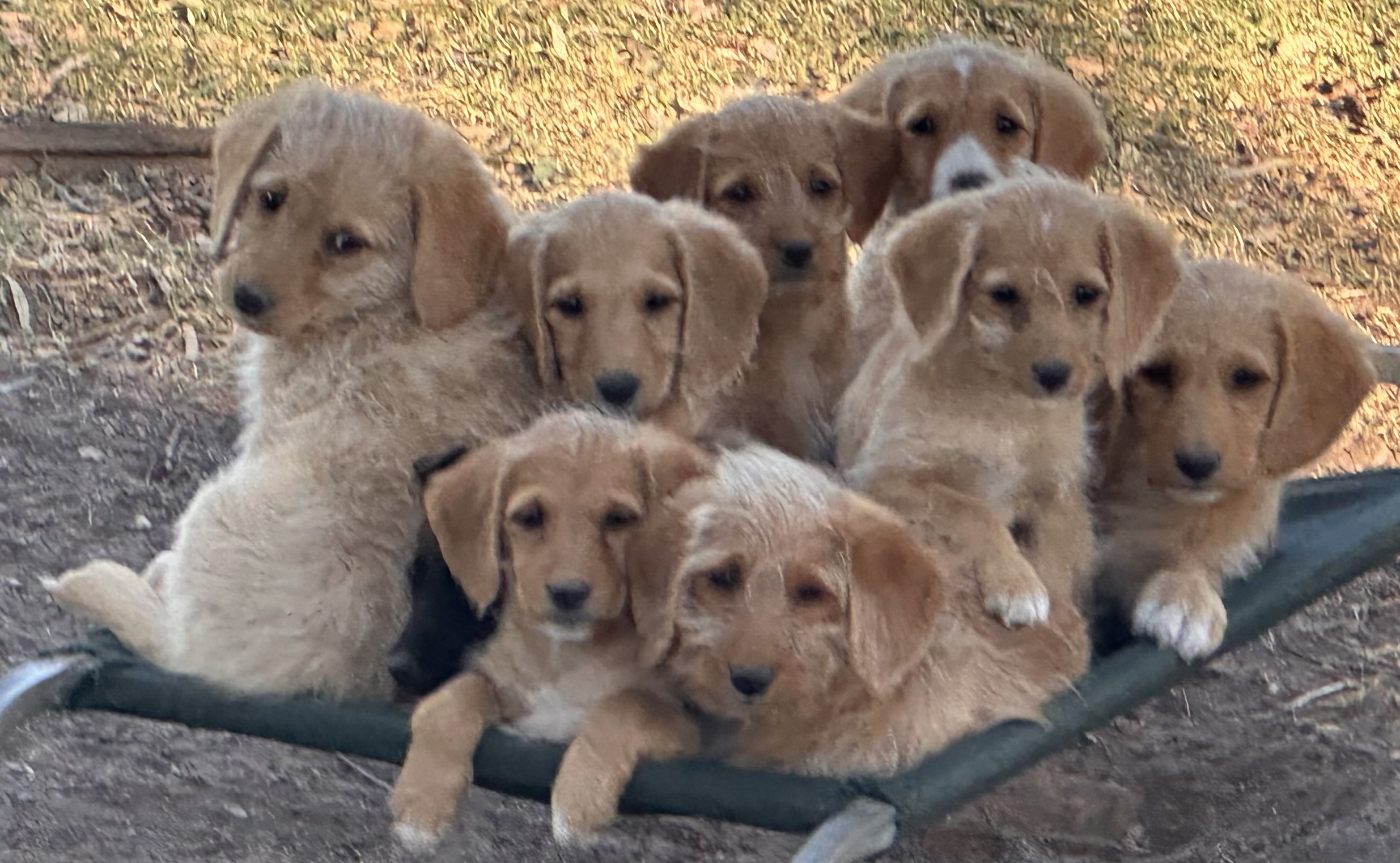 Labradoodle – Lowood