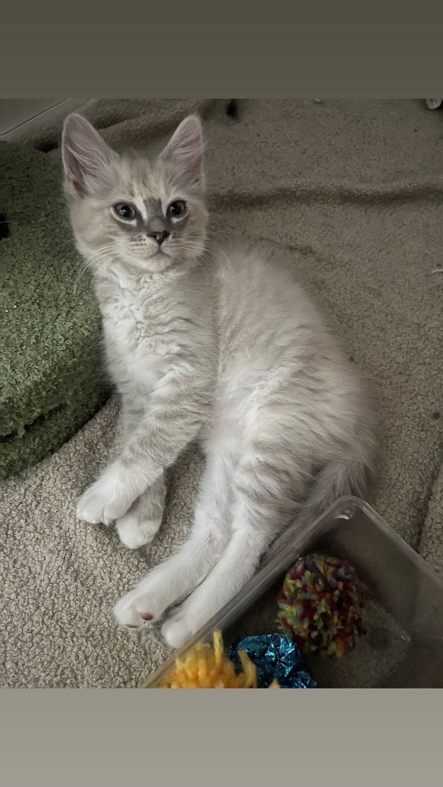 British Blue – Bexley