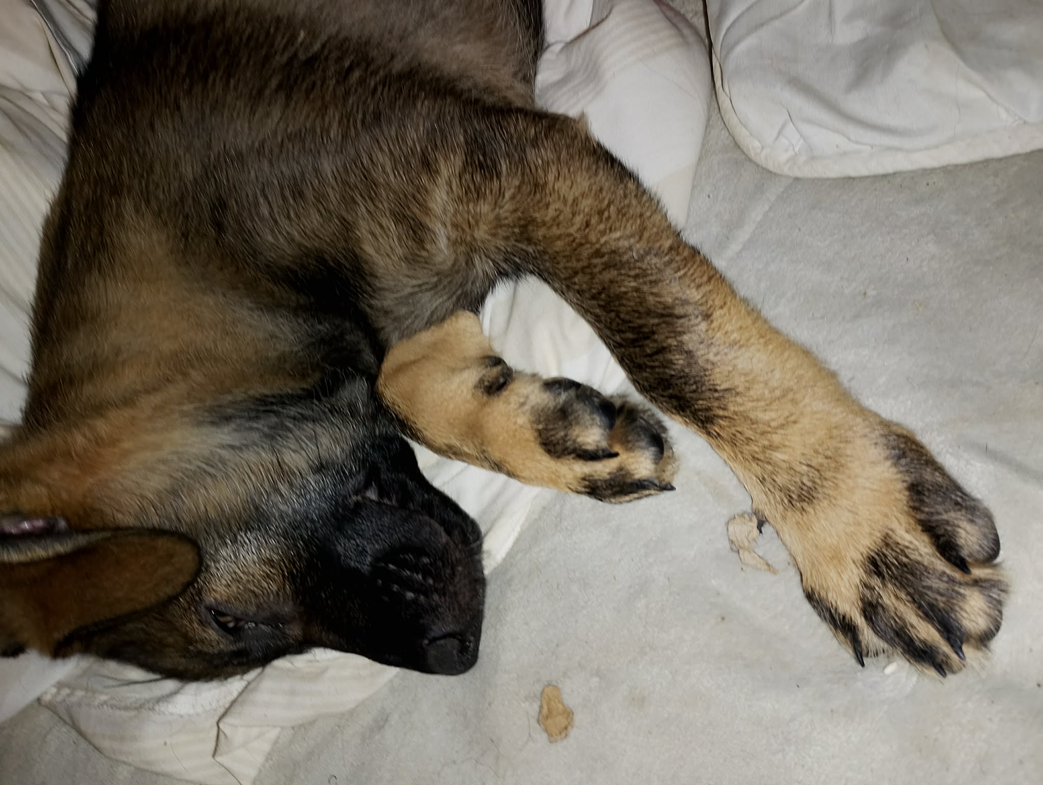 German Shepherd – Mornington