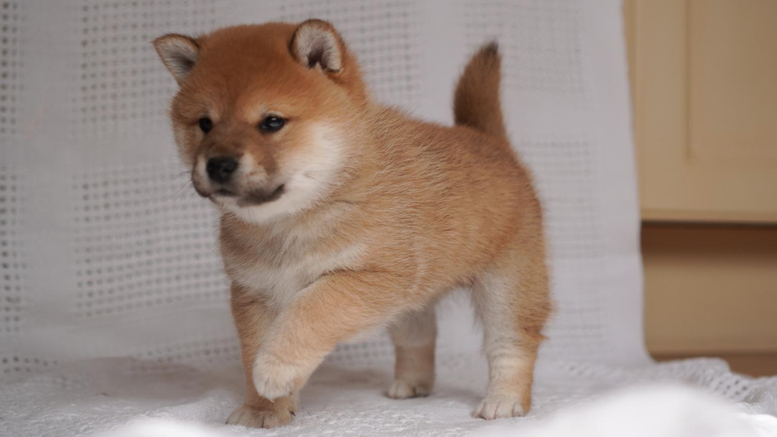 Shiba Inu – Turramurra