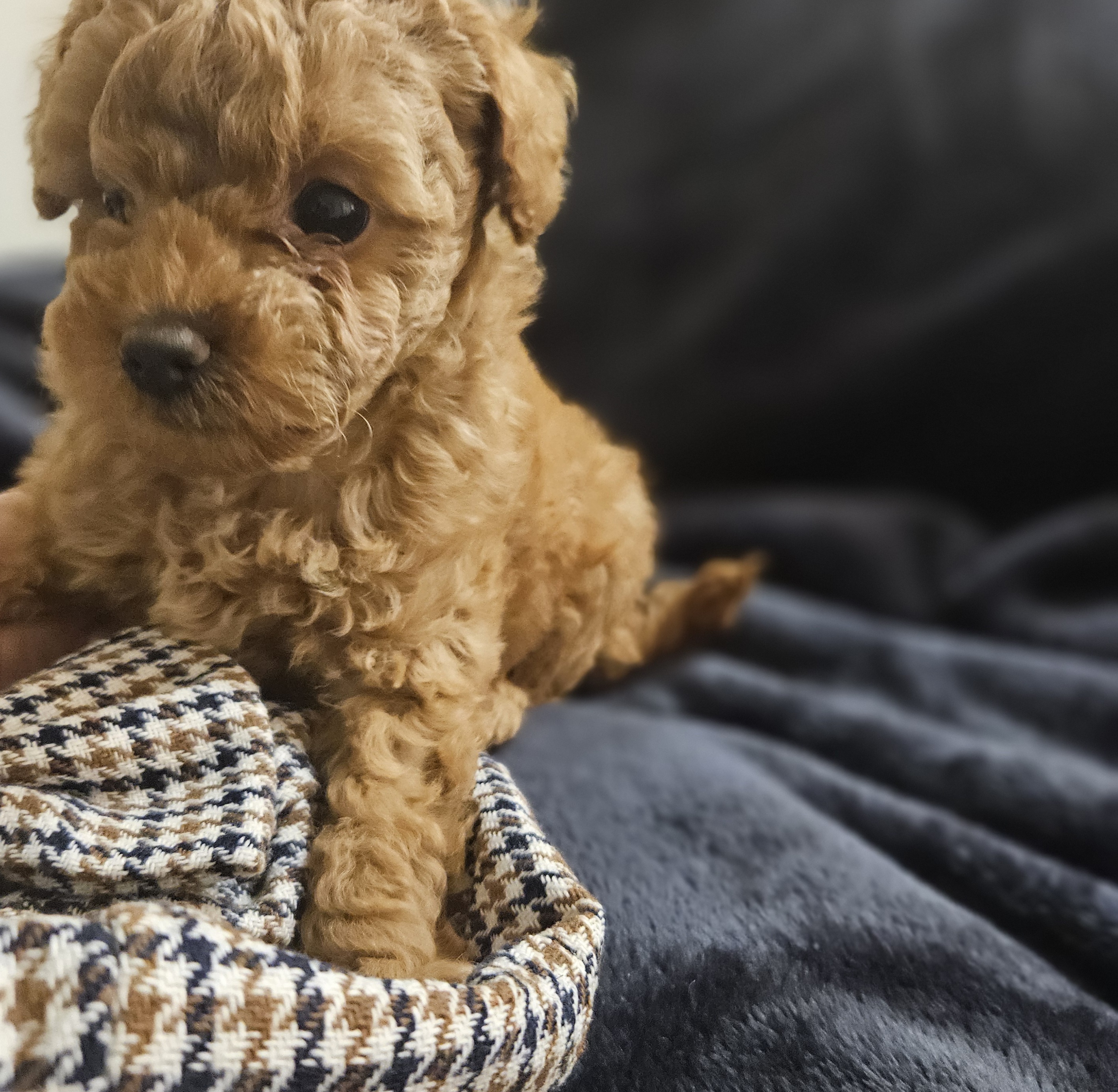 Poodle Mini – Moggill