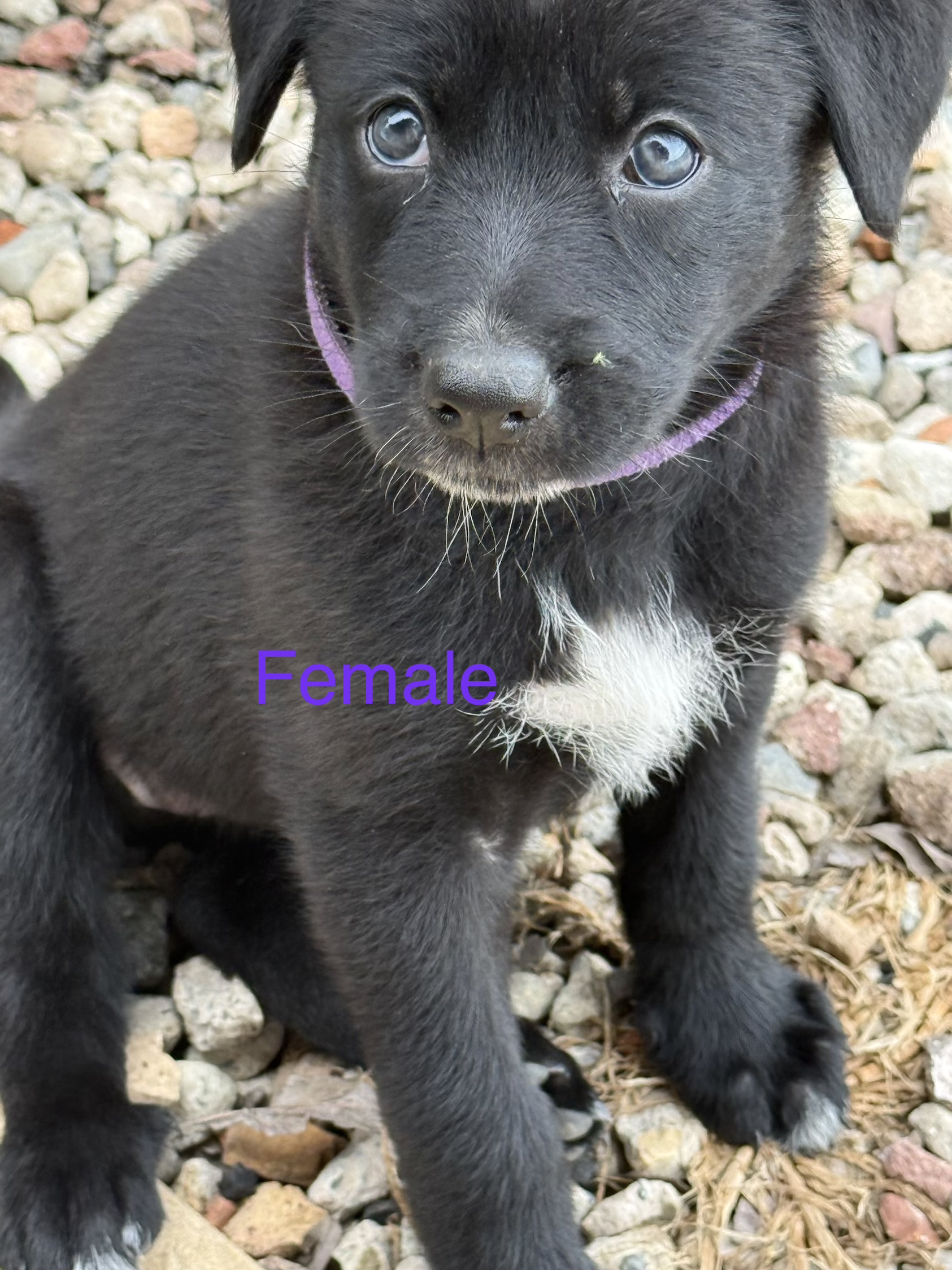 German Shepherd – Galston