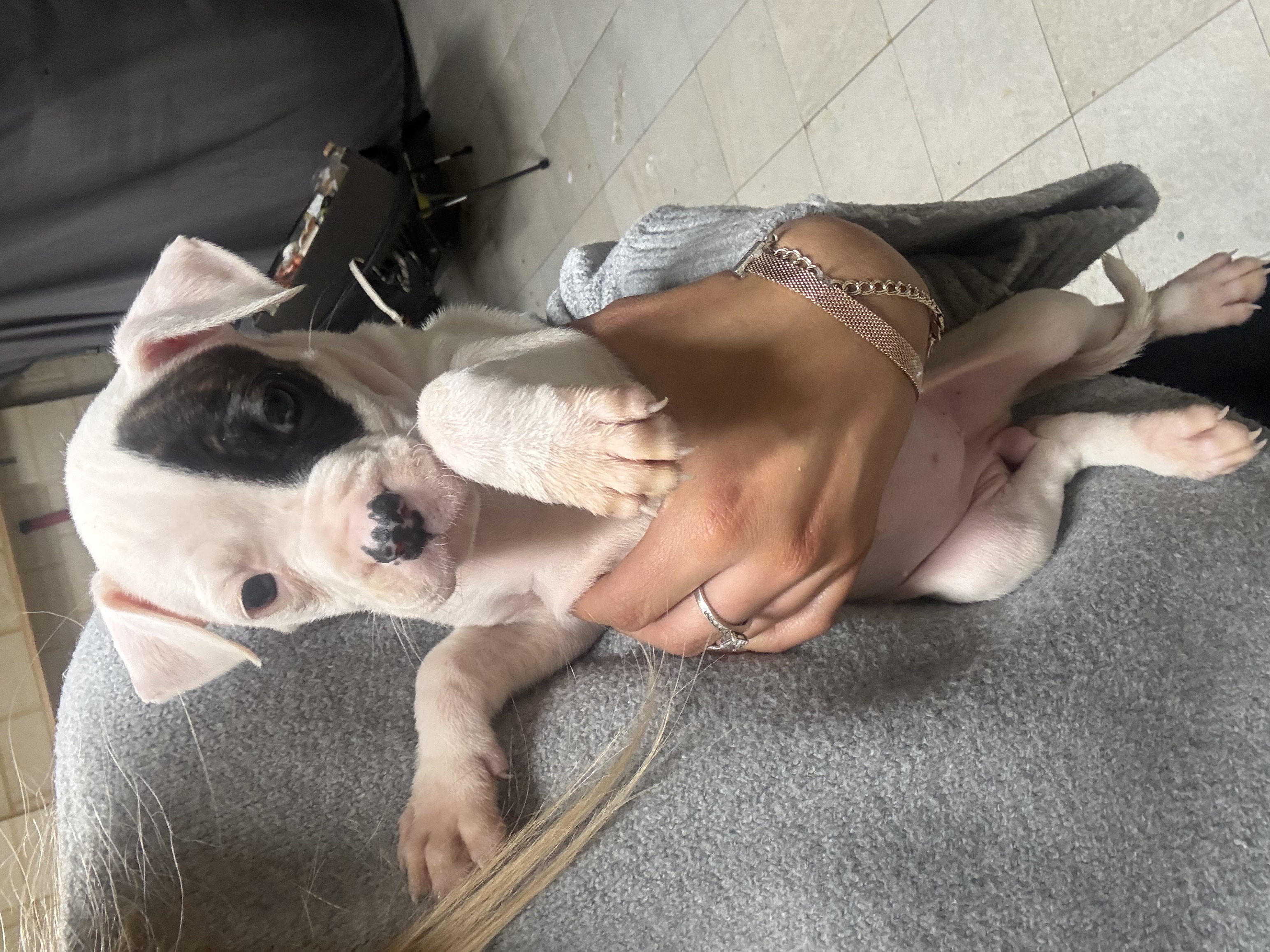 American Bulldog – Perth