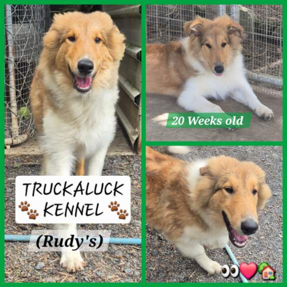 Collie (Rough) – Glass House Mountains