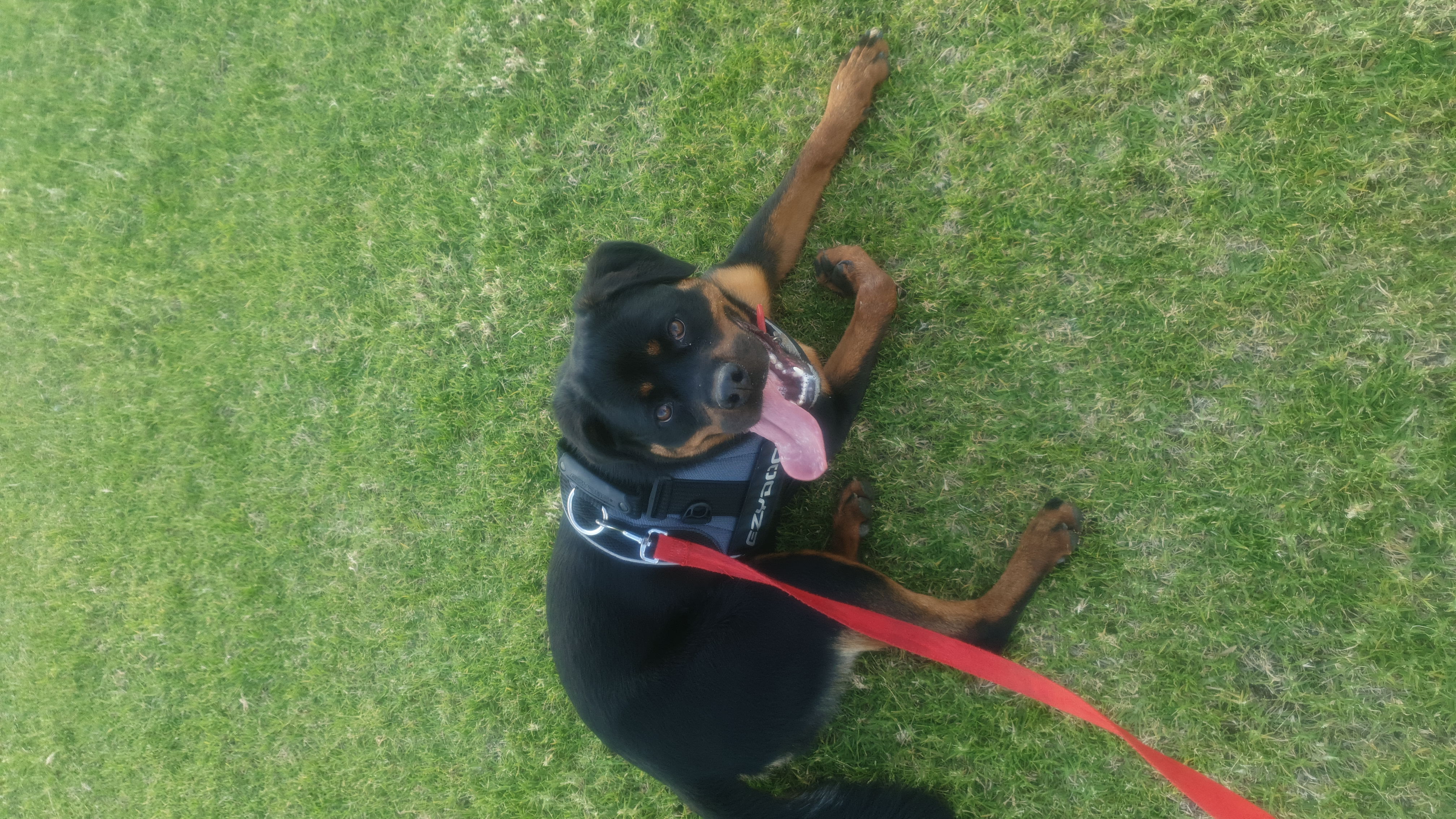 Rottweiler – Caversham