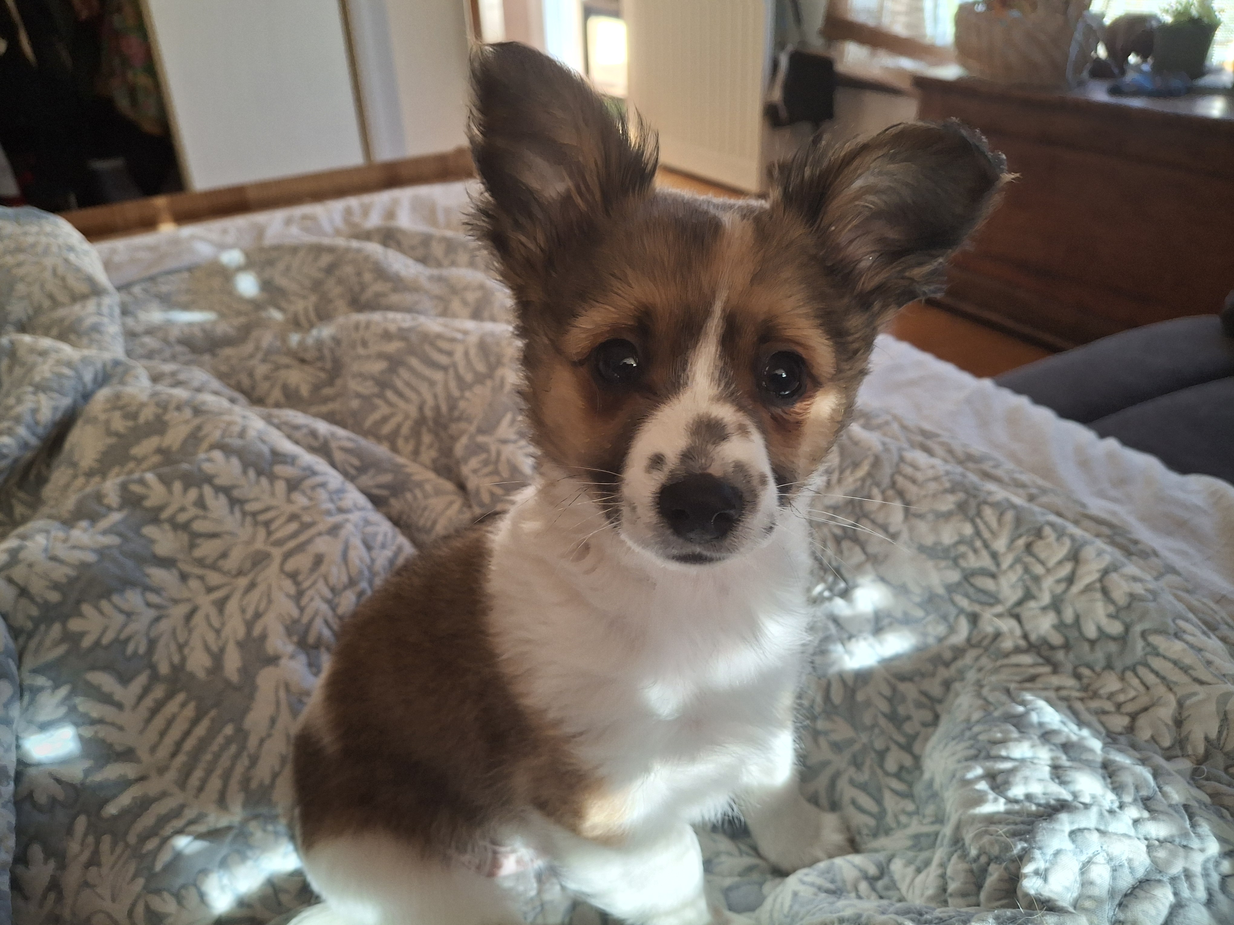 Papillon Australian Capital Territory PetsForHomes