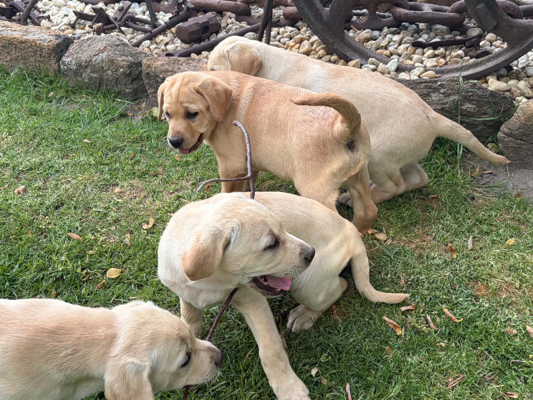 Labrador Retriever – Tallangatta
