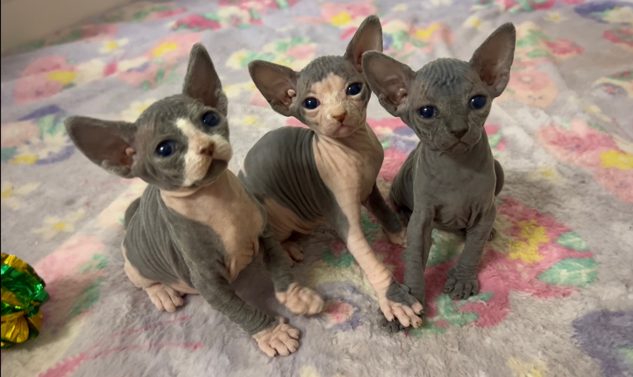 Sphynx – Baulkham Hills