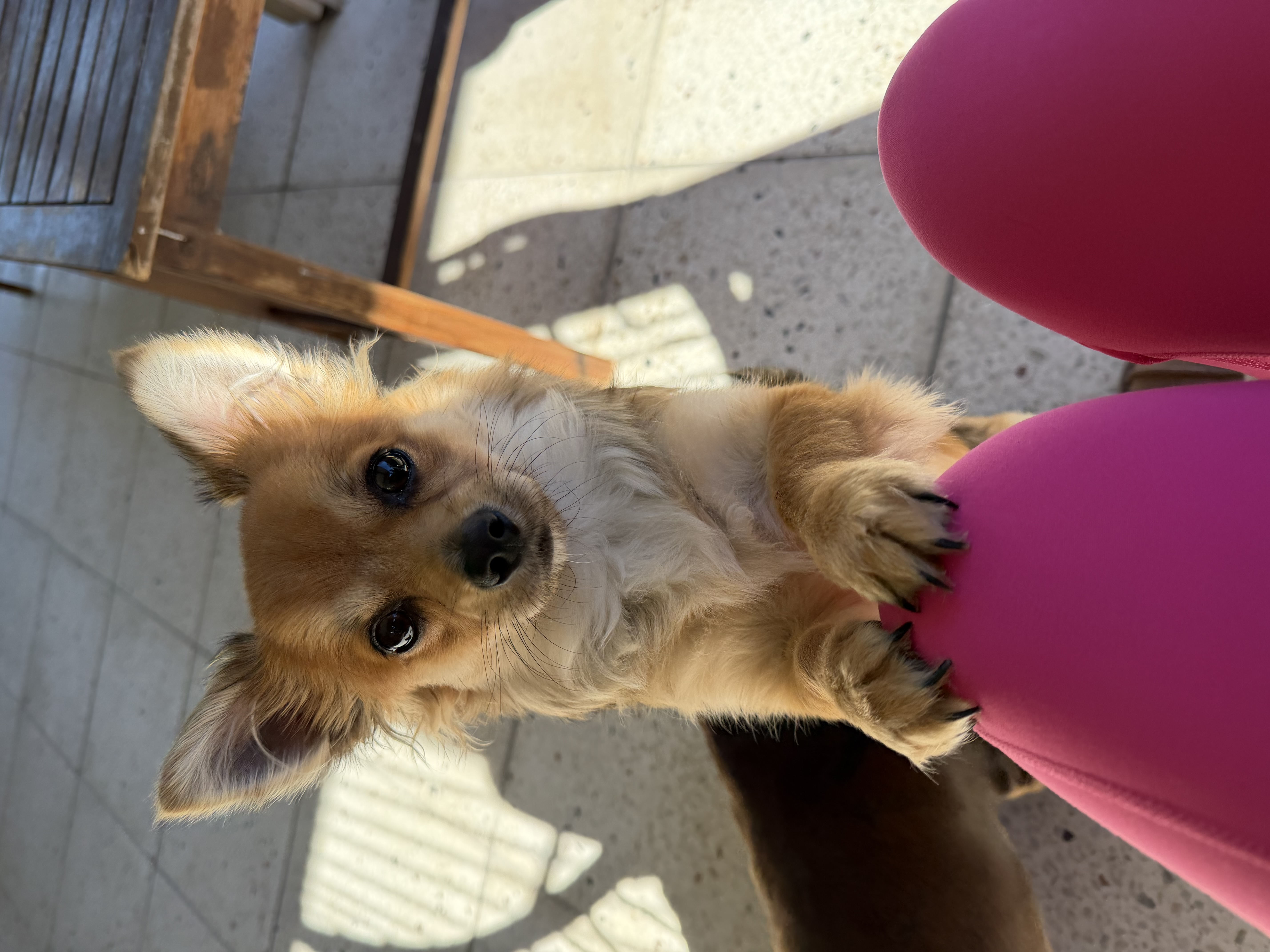 Chihuahua – Heritage Park