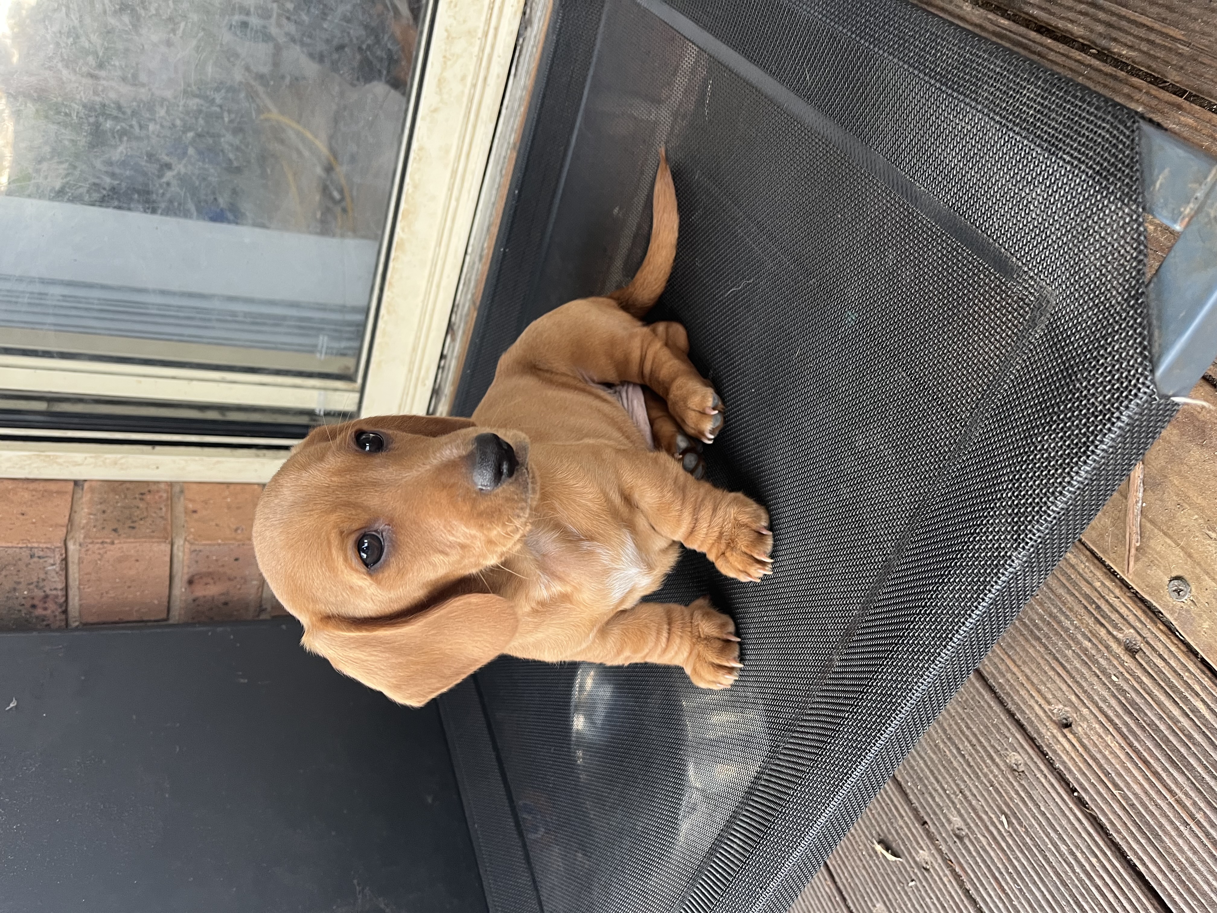 Dachshund – Adelong