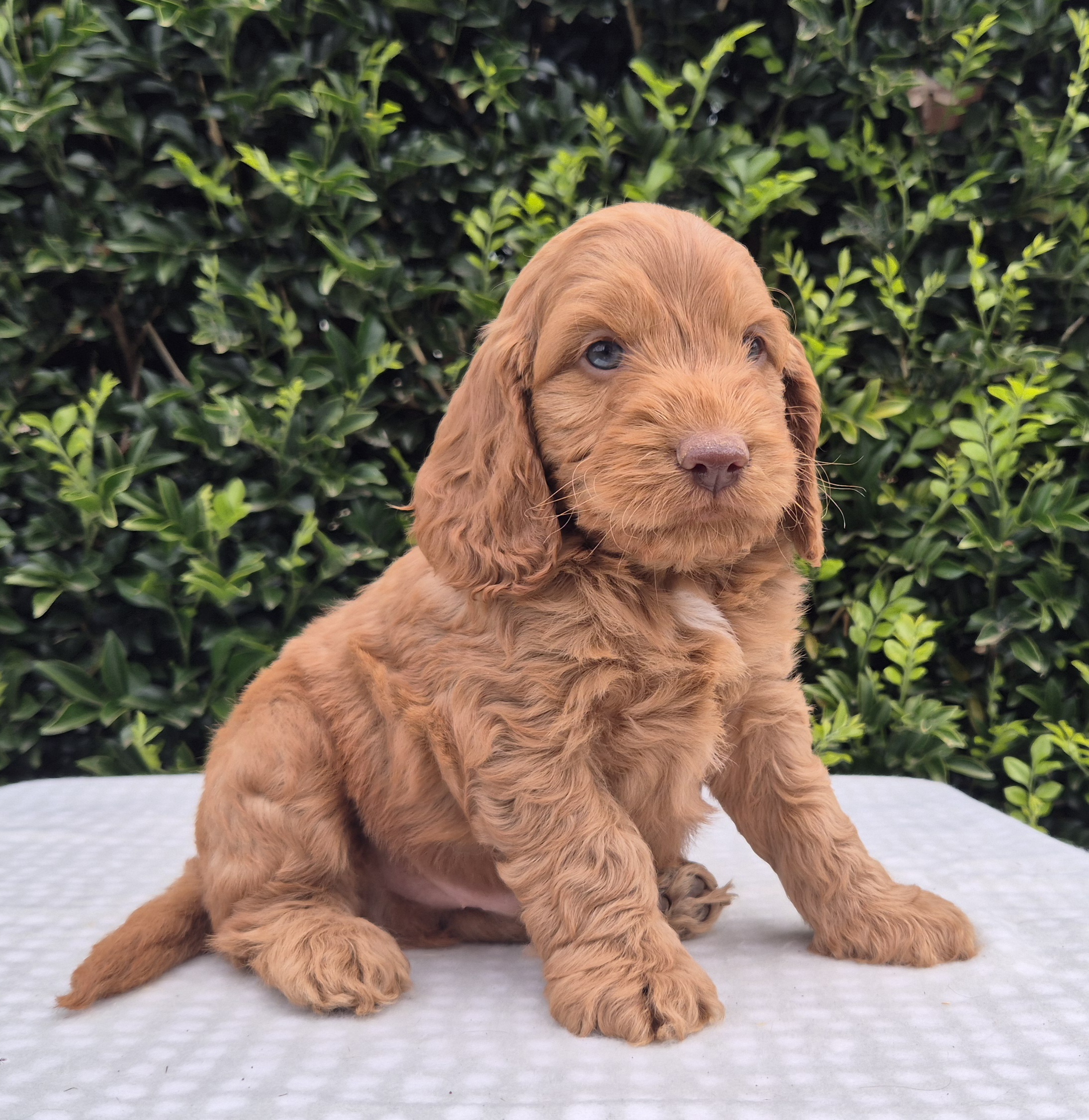 Spoodle – Milton