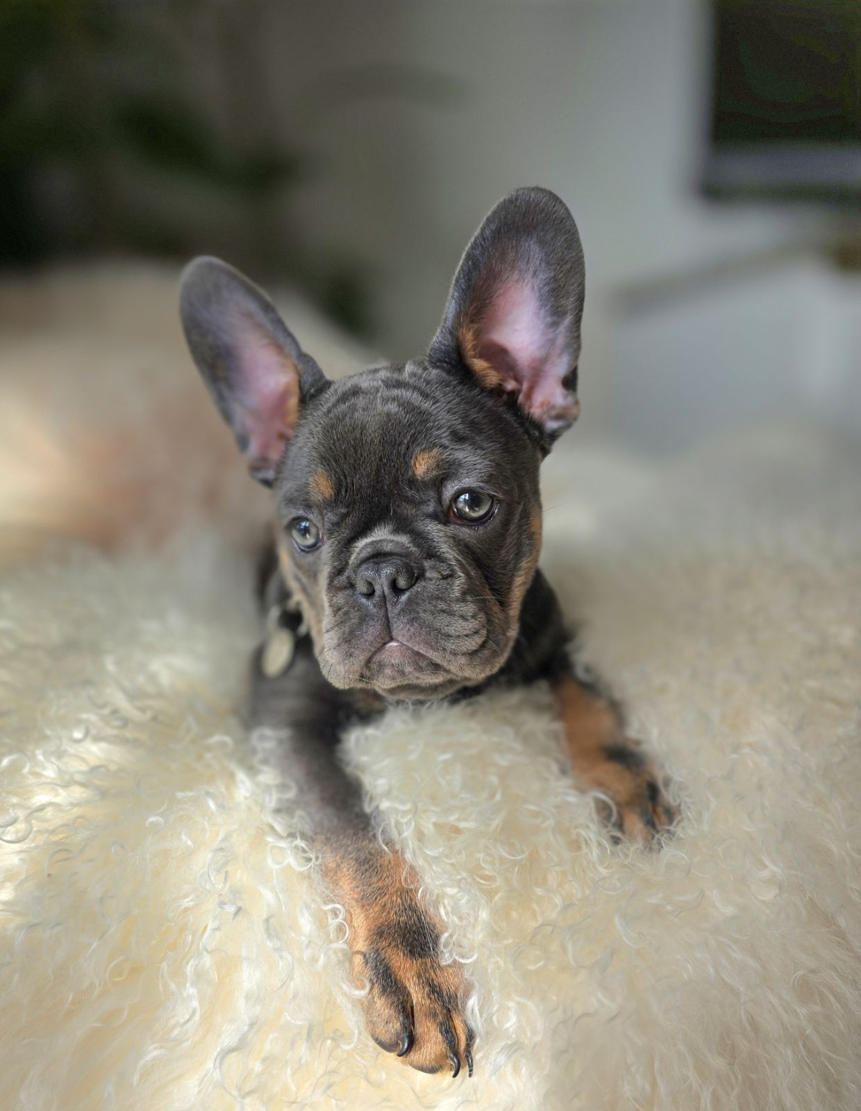 French Bulldog – Bellbowrie