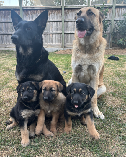German Shepherd – Warner