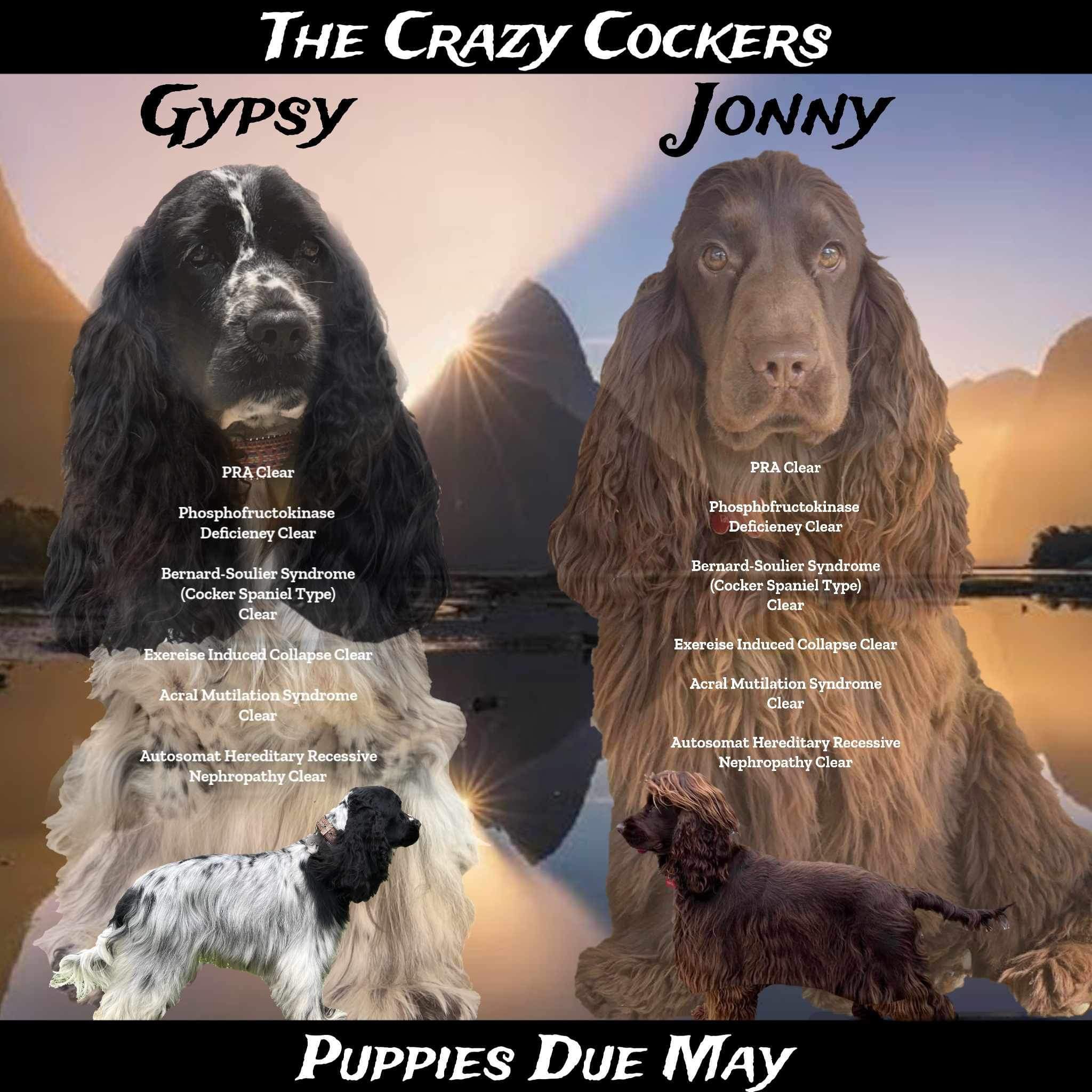 English Cocker Spaniels