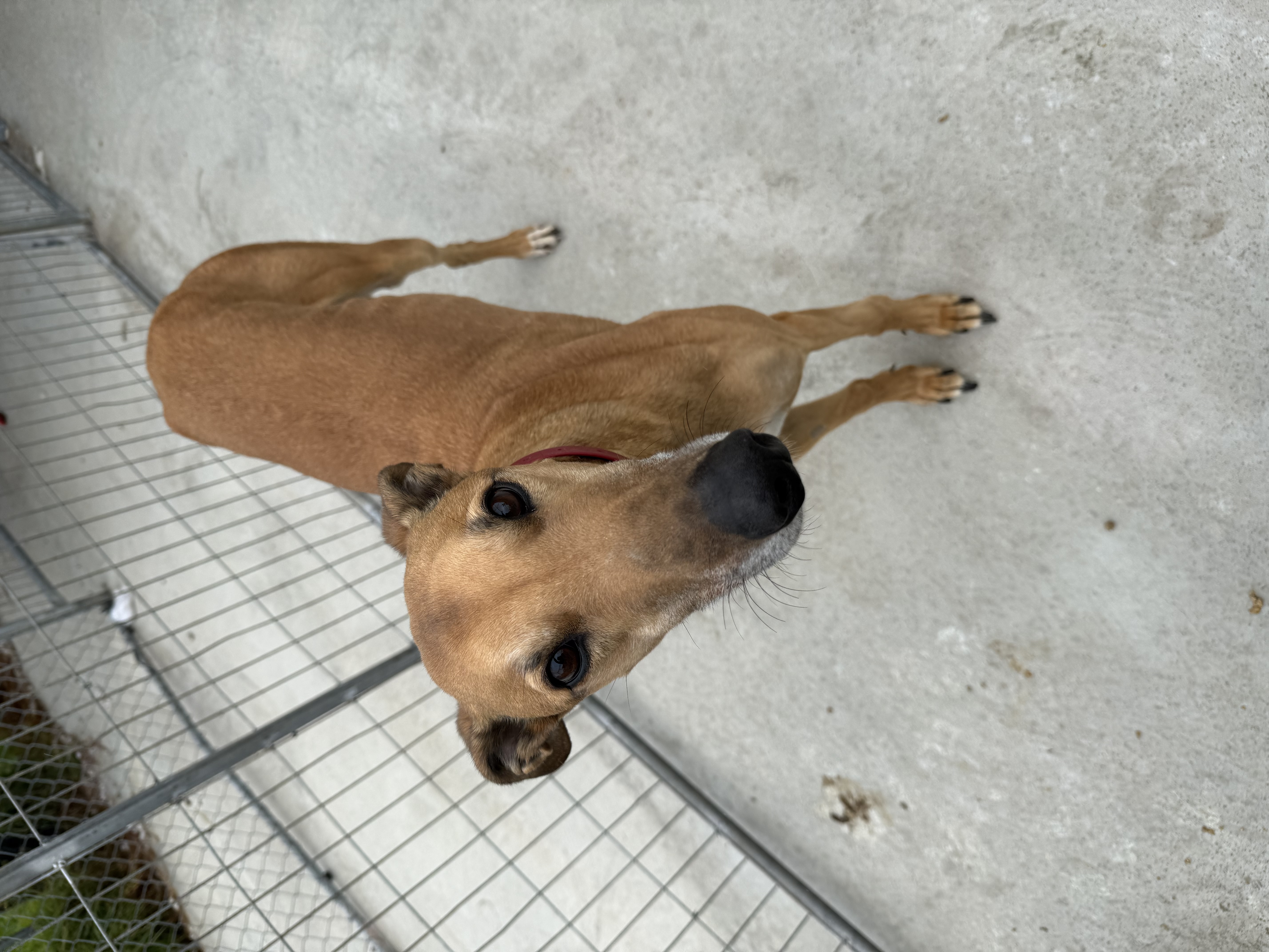 Greyhound – Mortlake