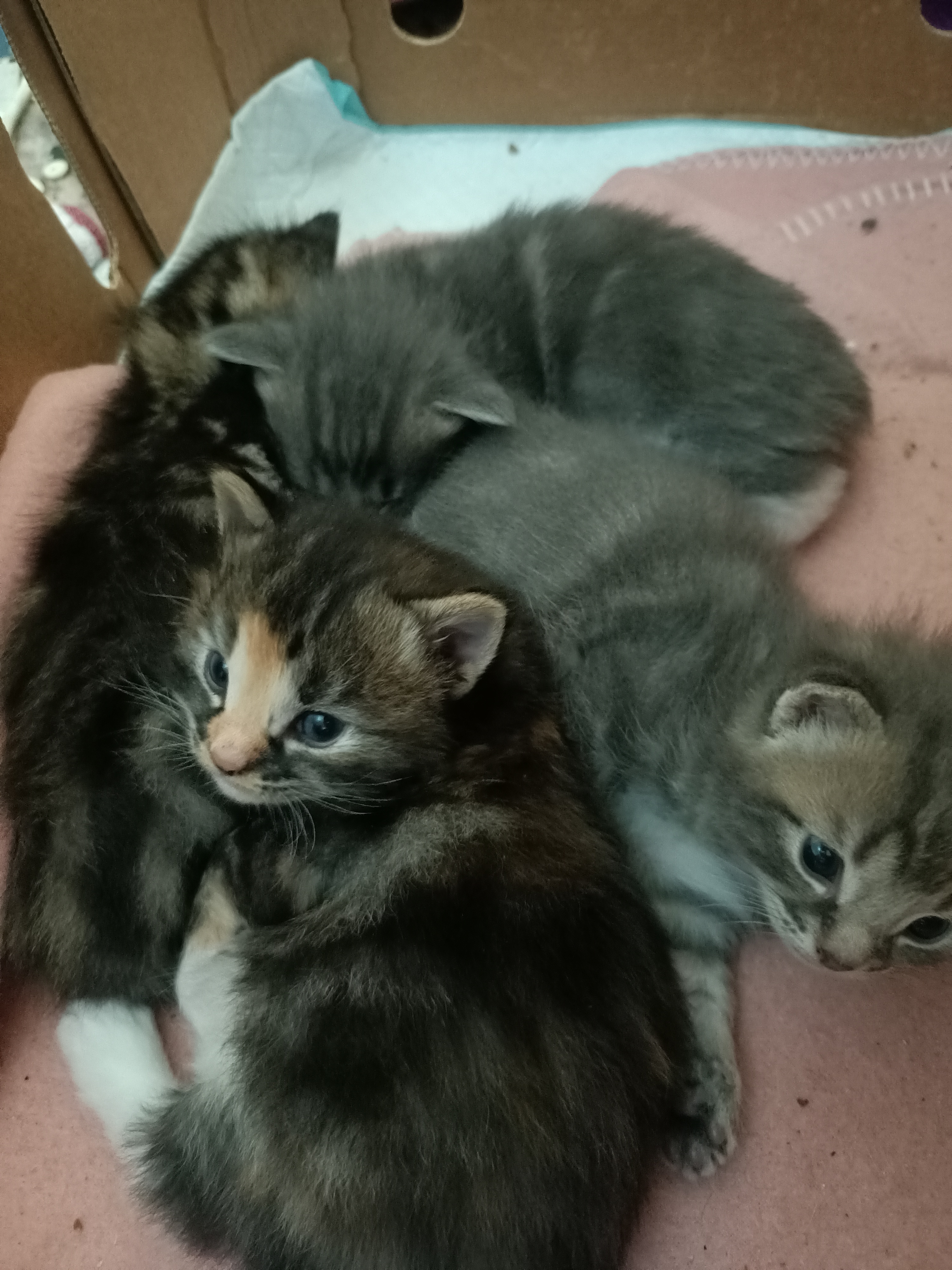 KITTENS AVAILABLE
