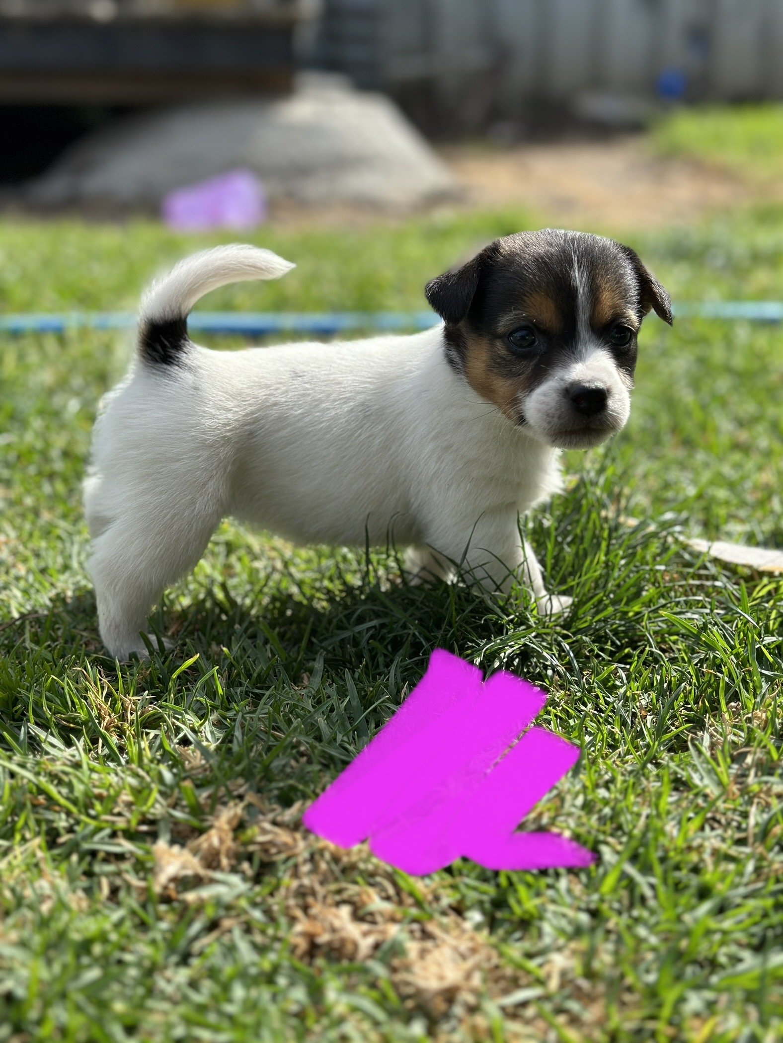 PUREBRED Jack Russell Puppues