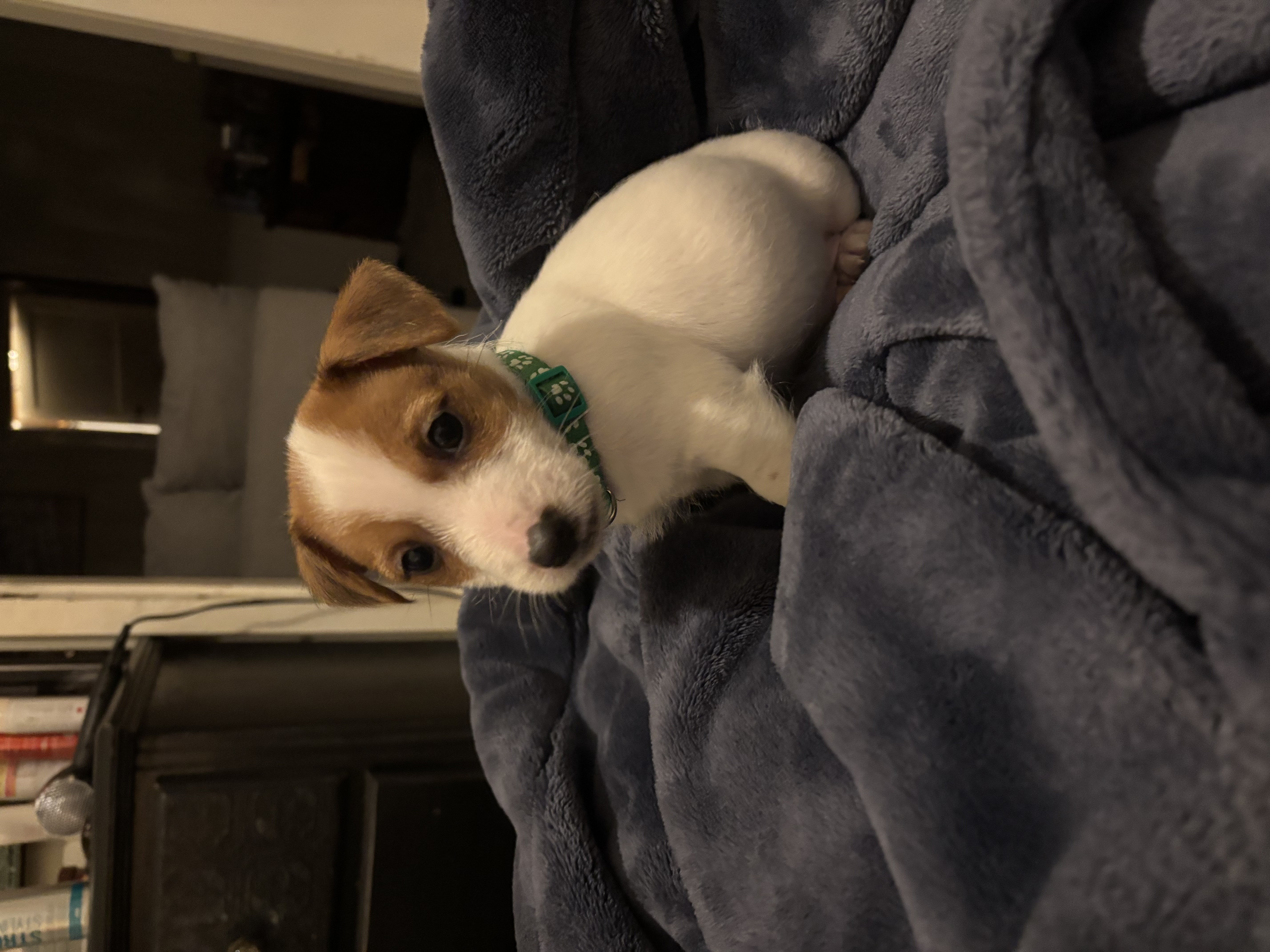 Jack Russell – Ascot
