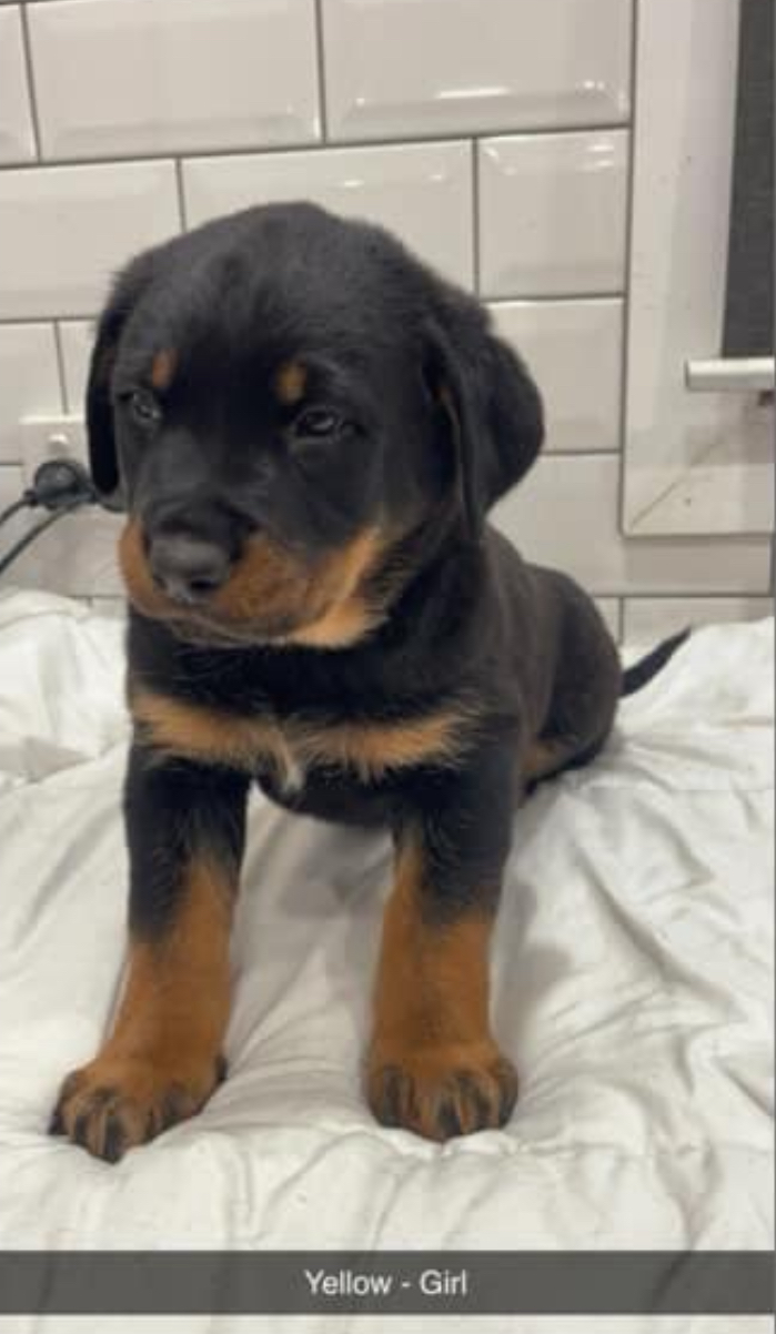 Rottweiler – Avenel