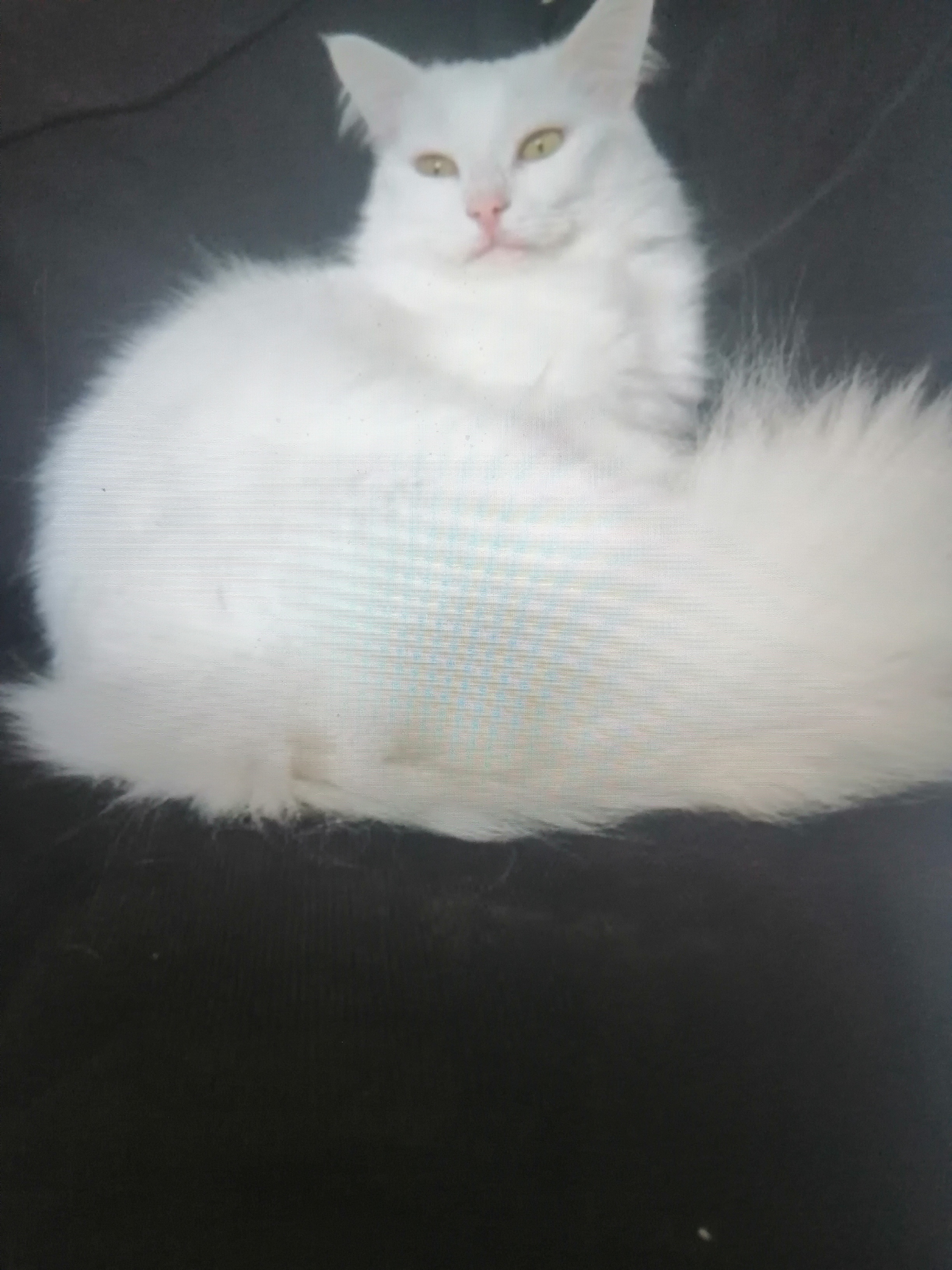 Turkish Angora – Central Coast