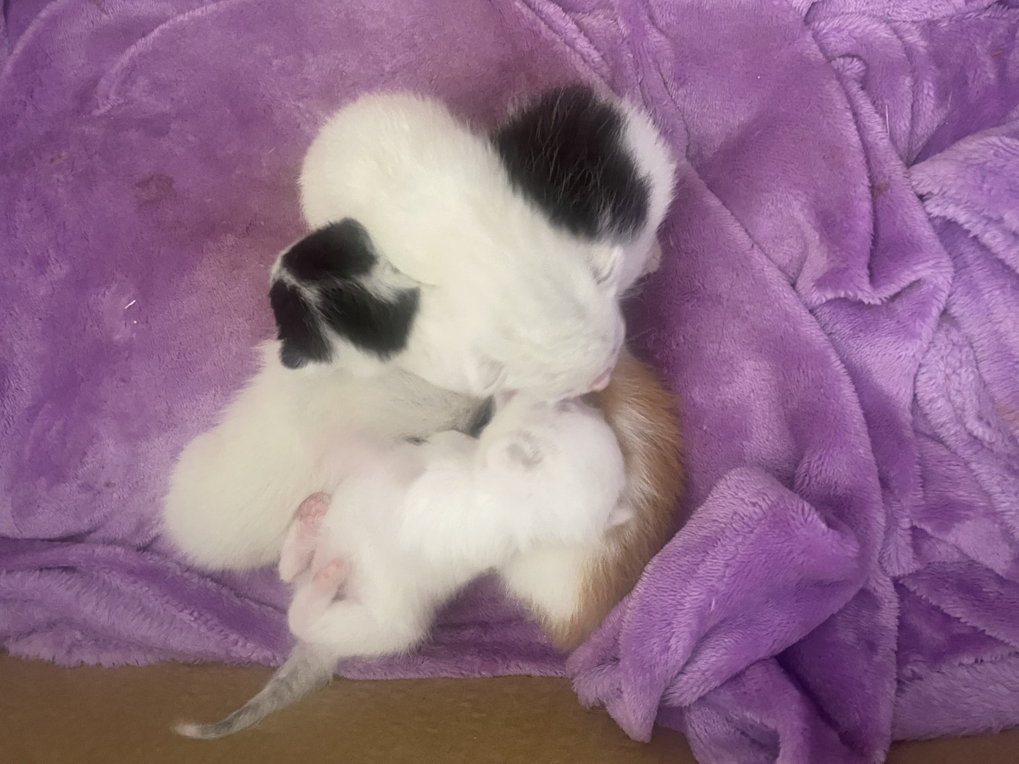 Ragdoll – Shellharbour