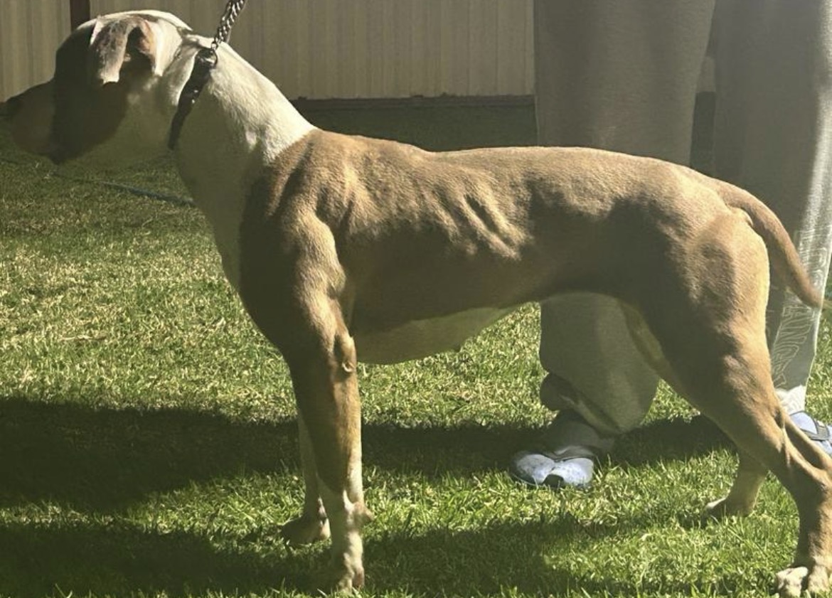 American Staffordshire Bull Terrier – Fairfield