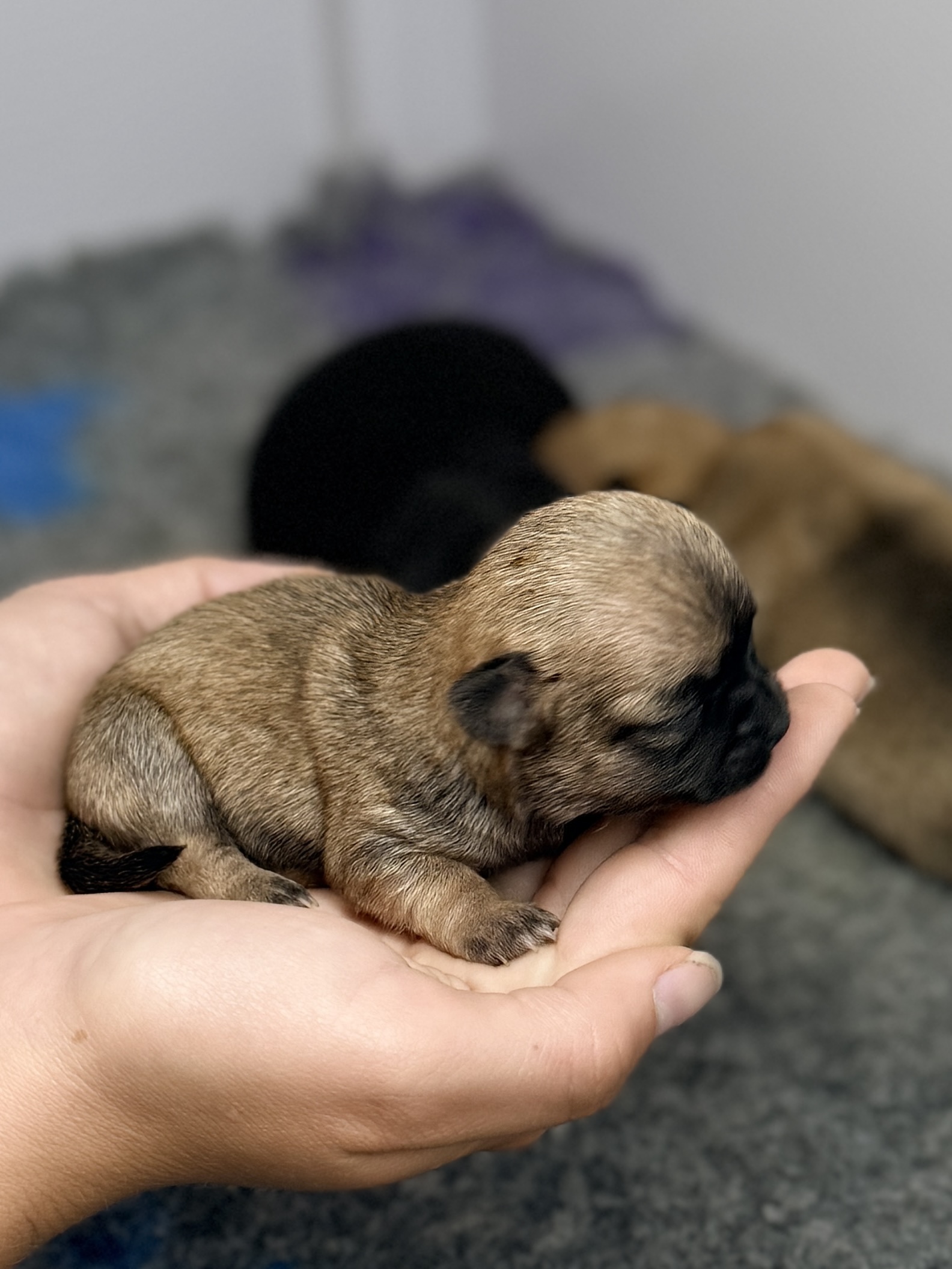 Chihuahua – Bundaberg Central