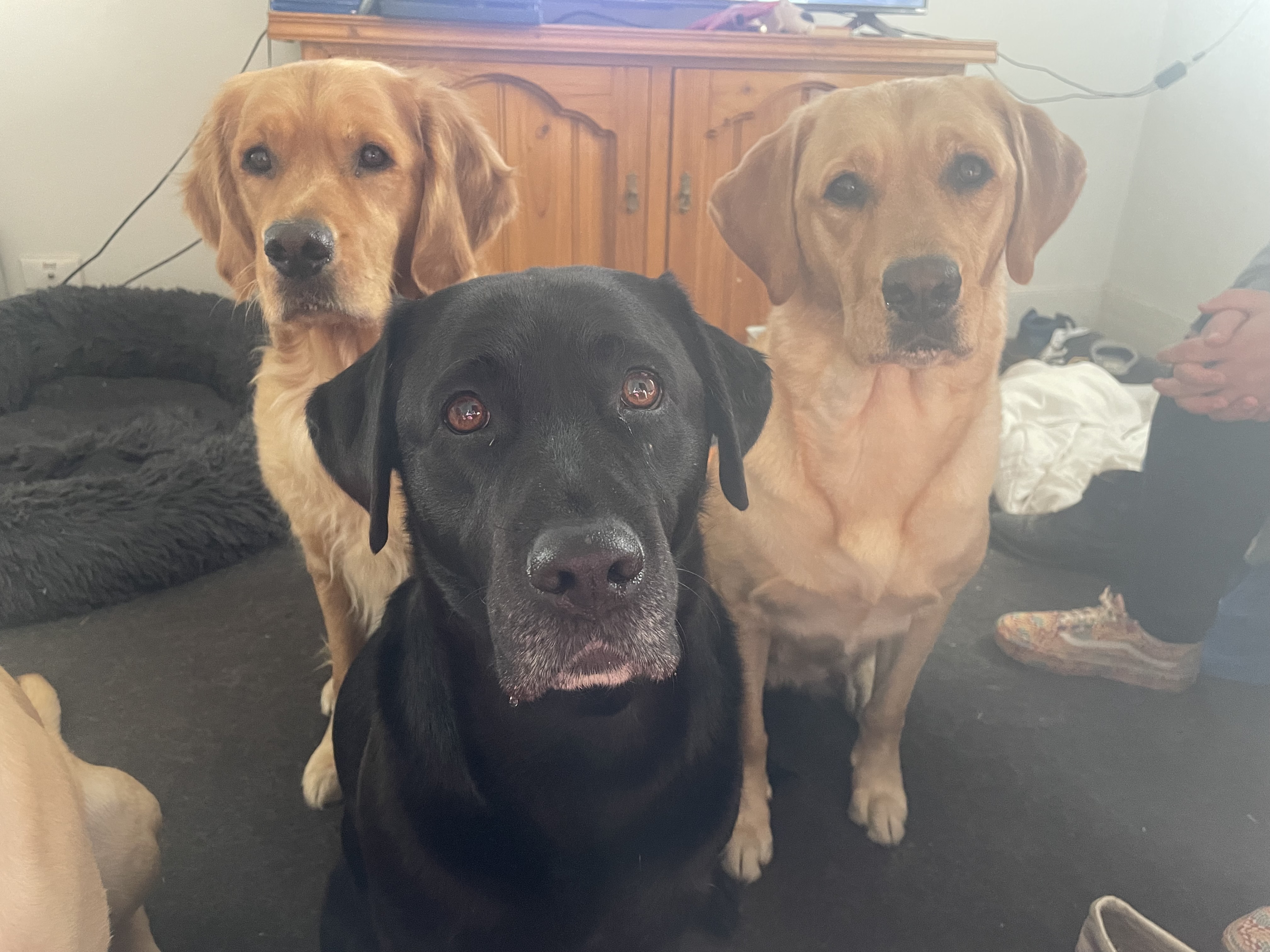 Labrador retrievers and lab x golden retrievers