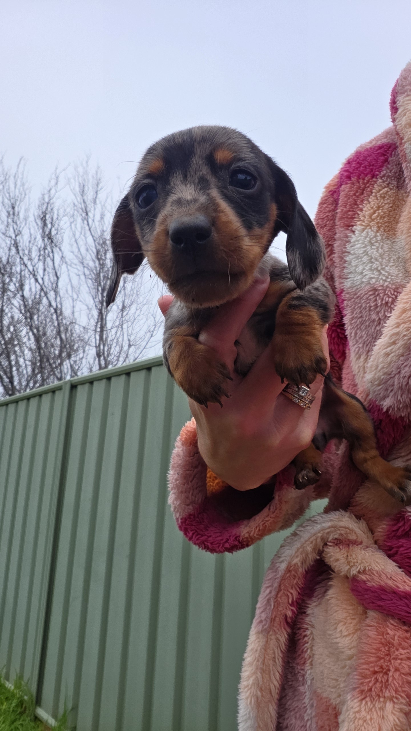 Dachshund – Dubbo