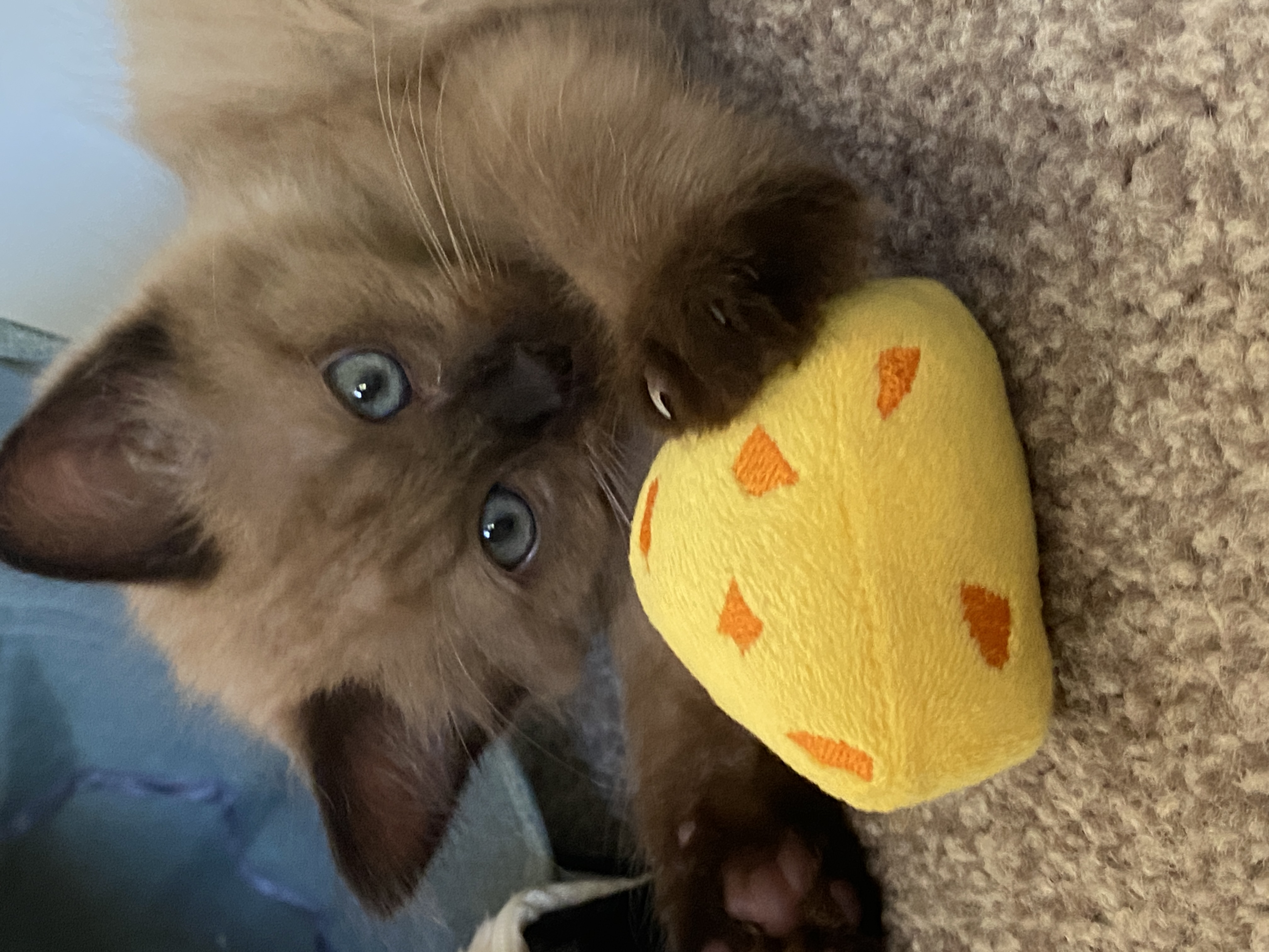 Ragdoll – Mooloolah Valley