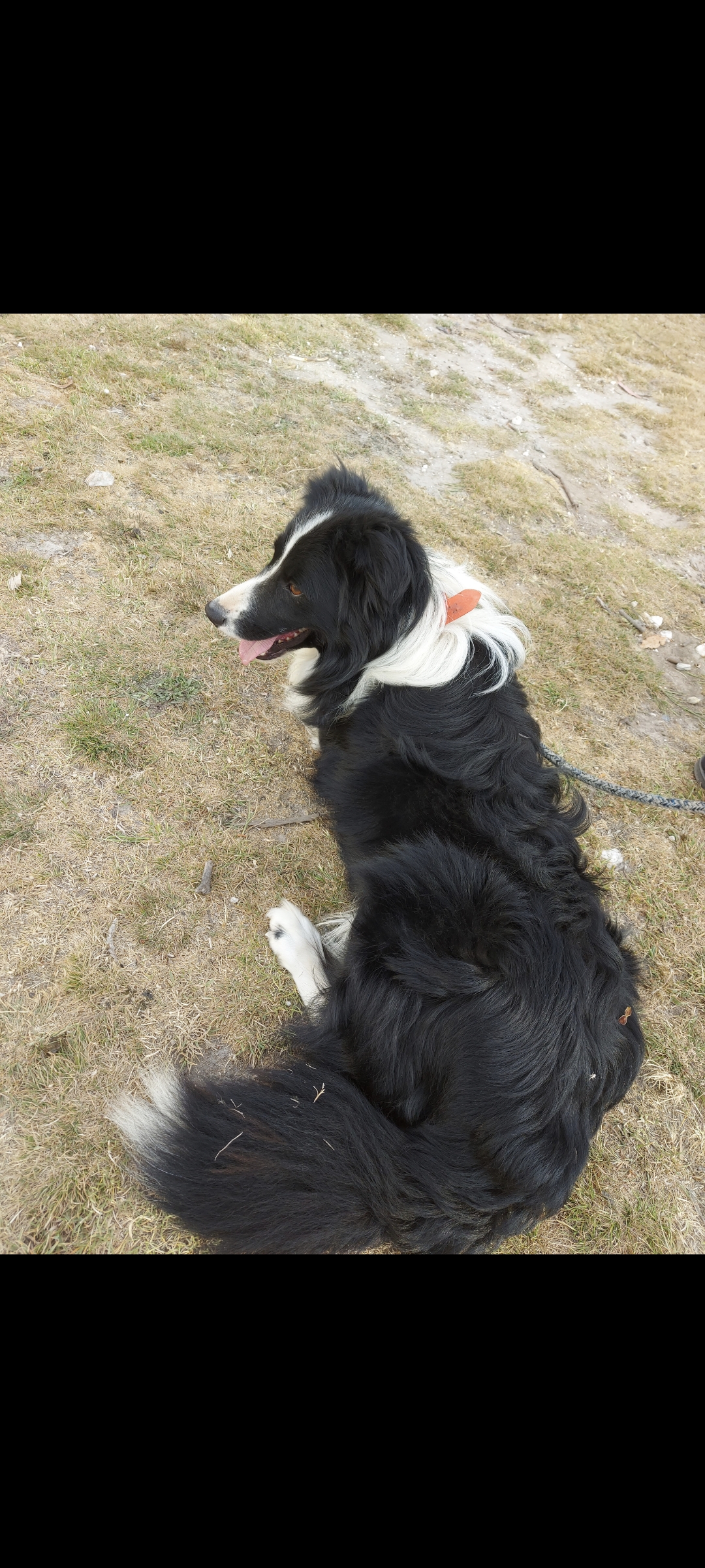 Border Collie - Crookwell