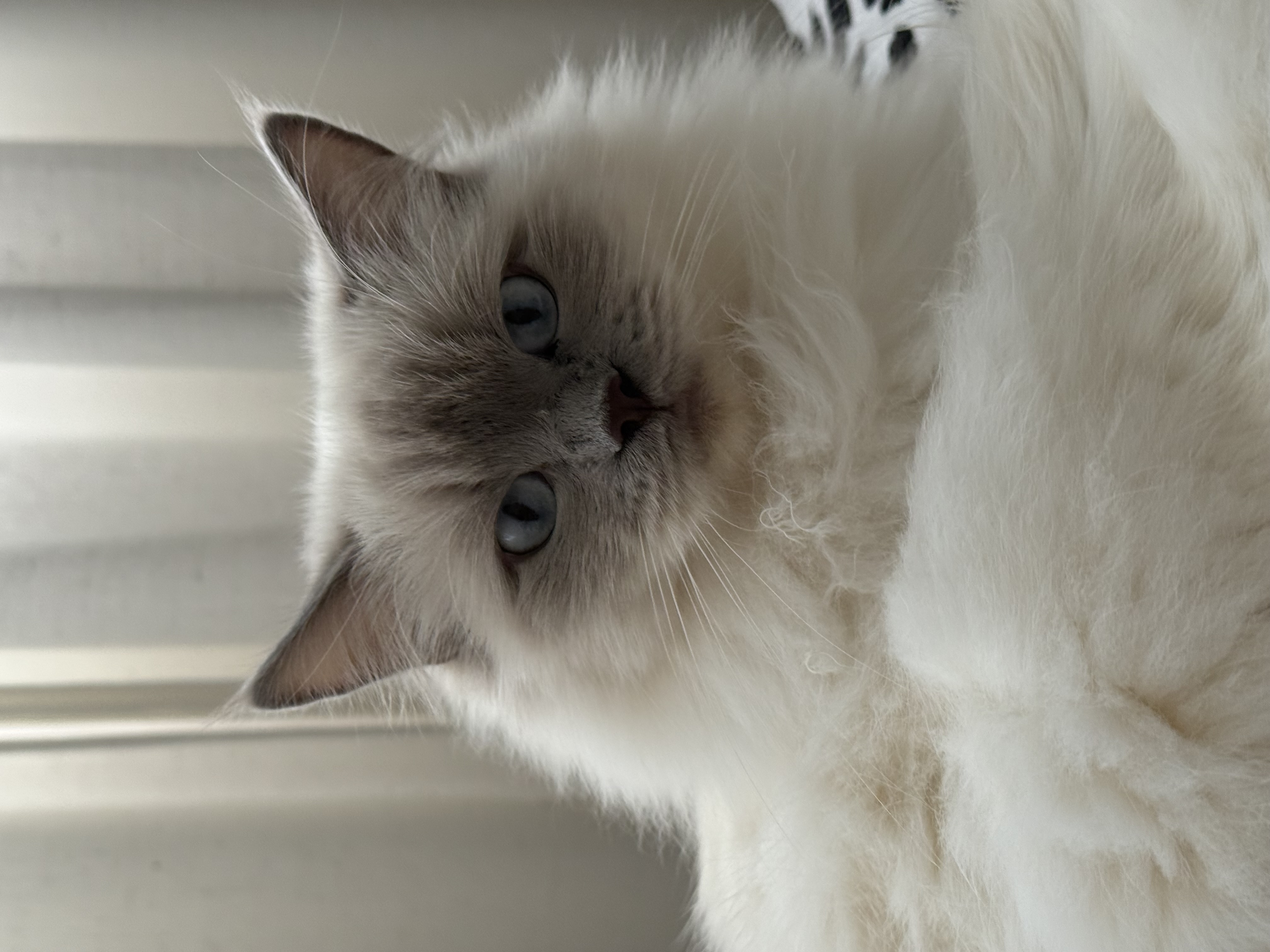Ragdoll – Bundall