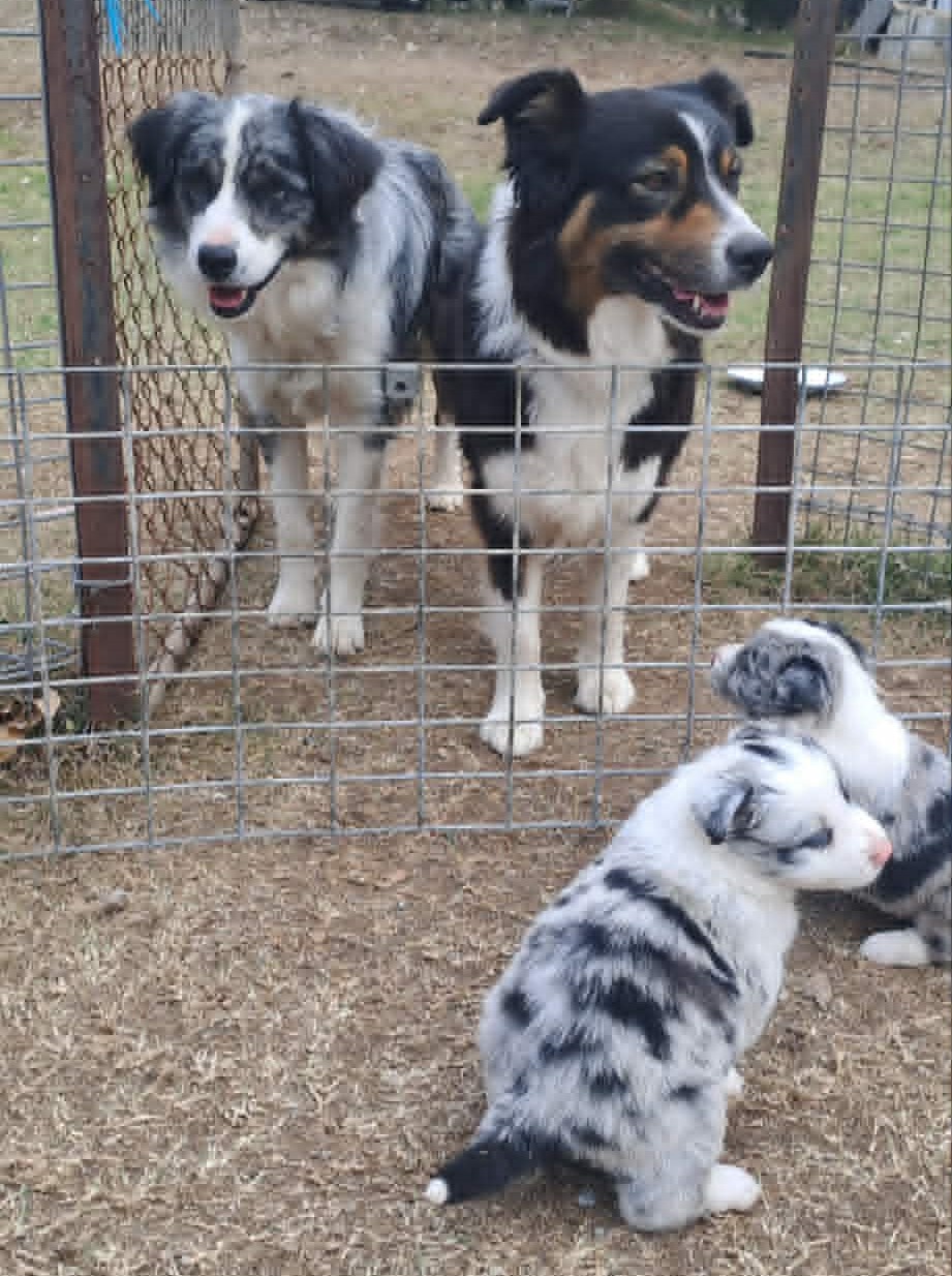 Australian Shepherd – Toowoomba