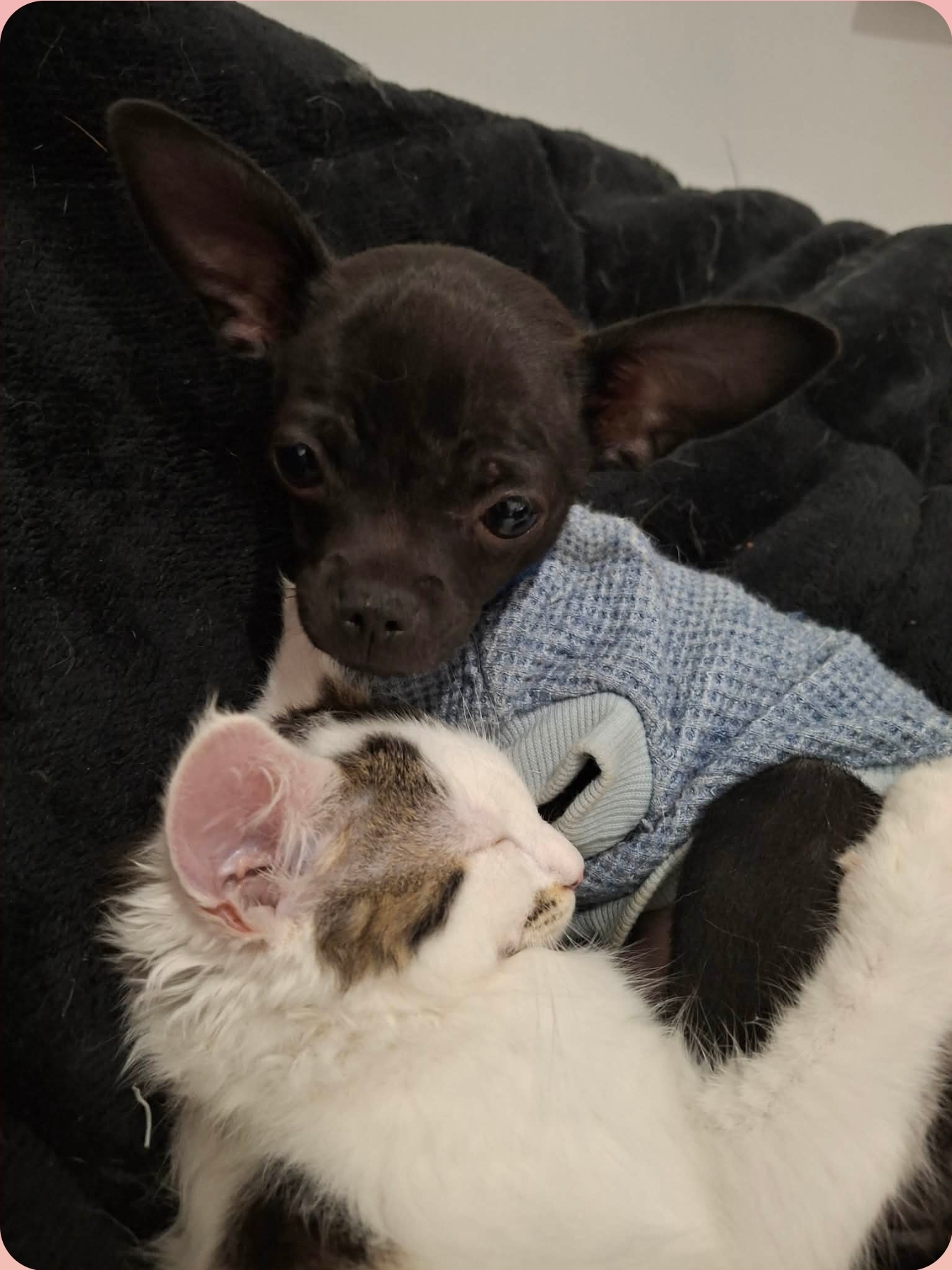 Chihuahua – Elizabeth