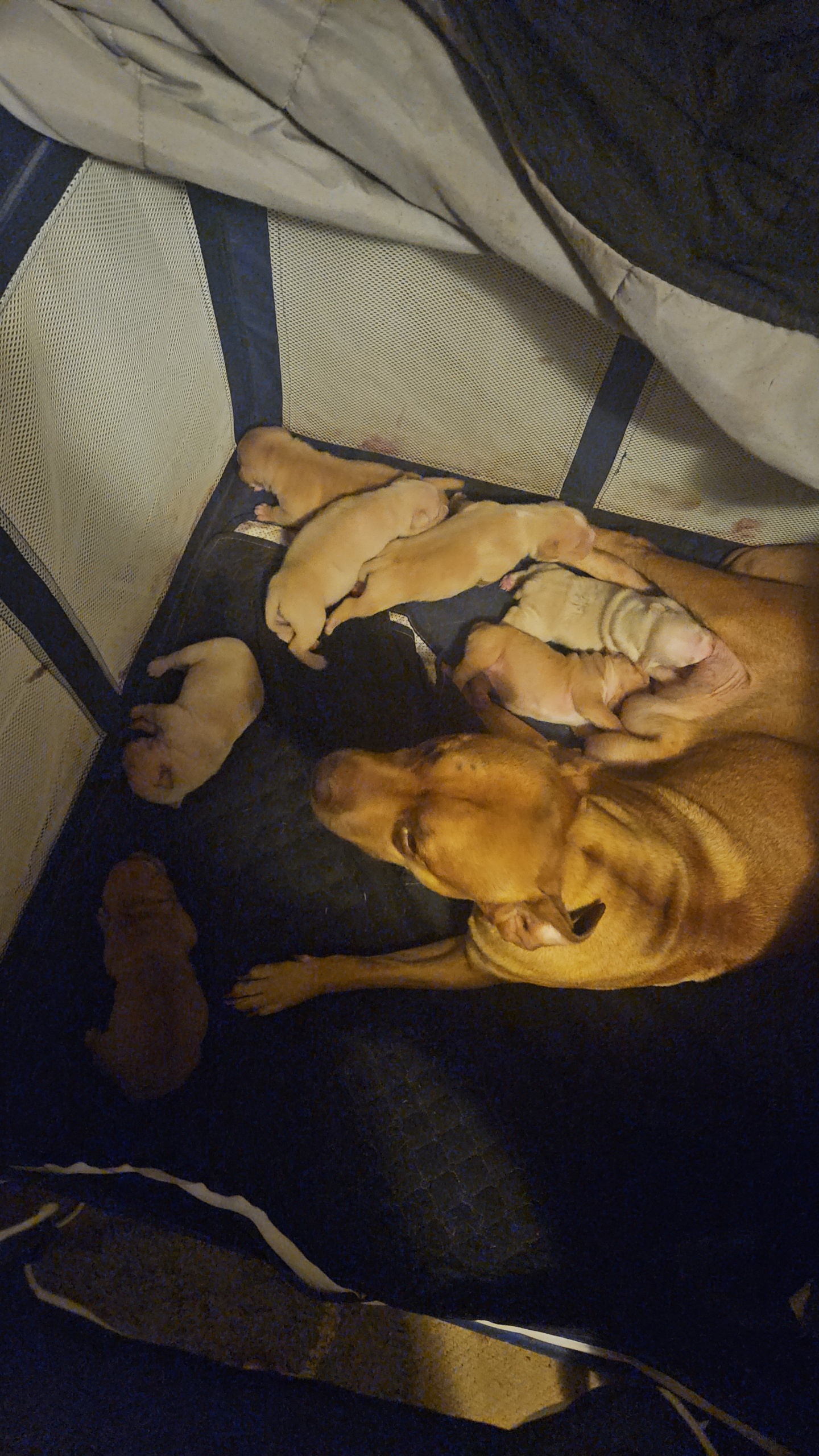 Staffordshire Bull Terrier – Burpengary