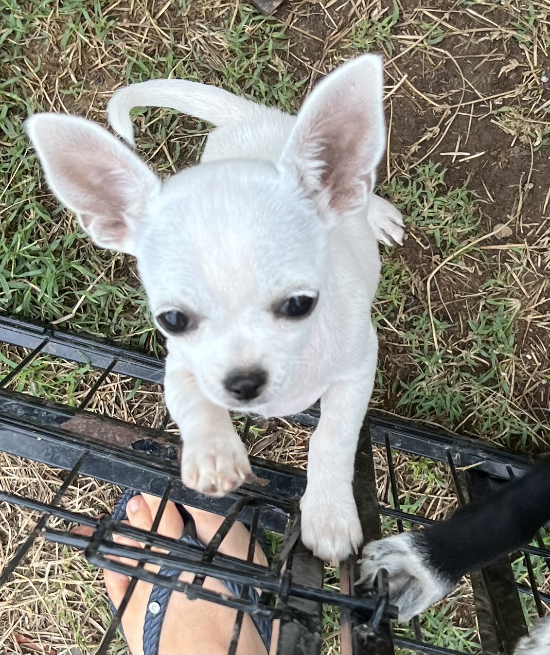 Chihuahua