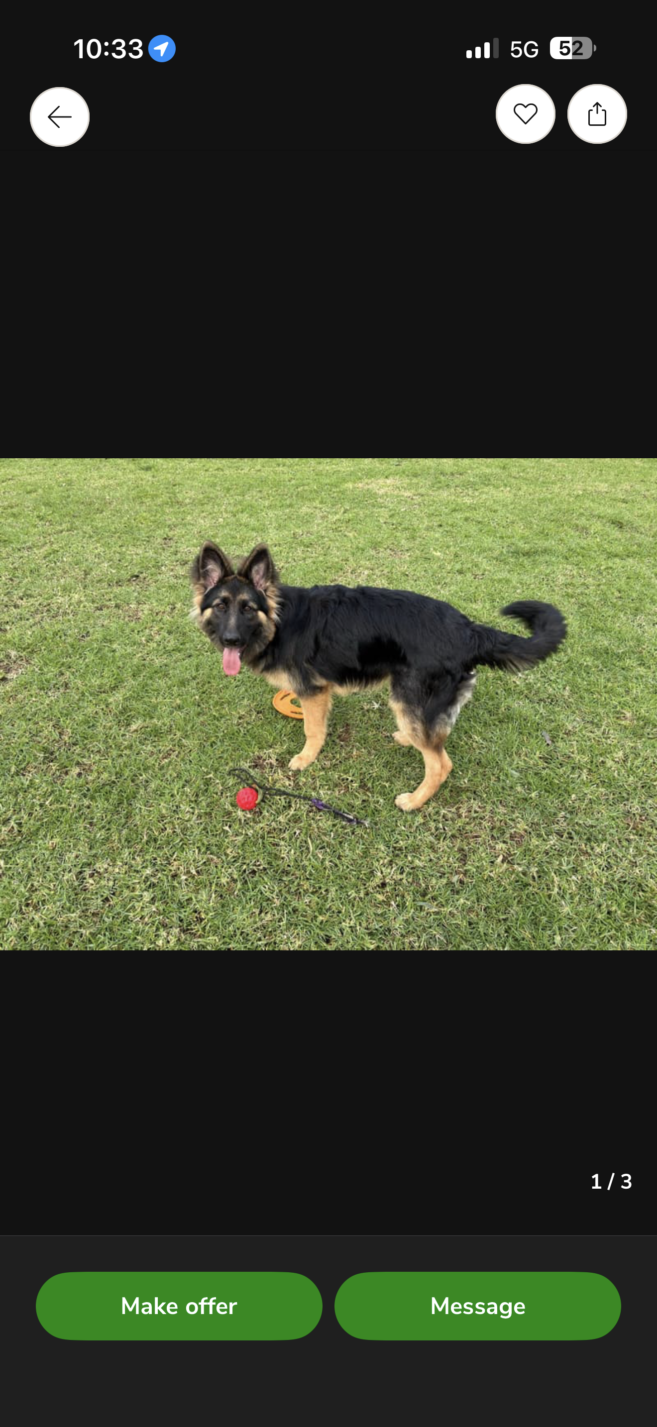 German Shepherd – Taylors Hill